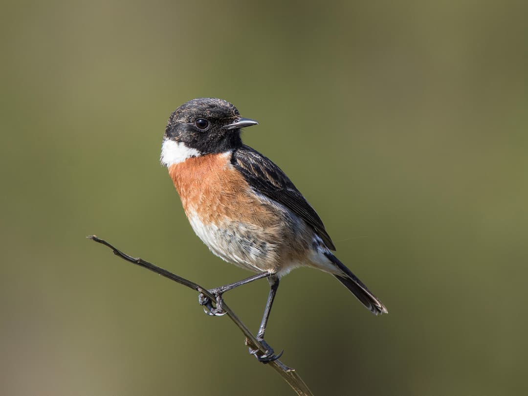 Stonechat | Birdfact