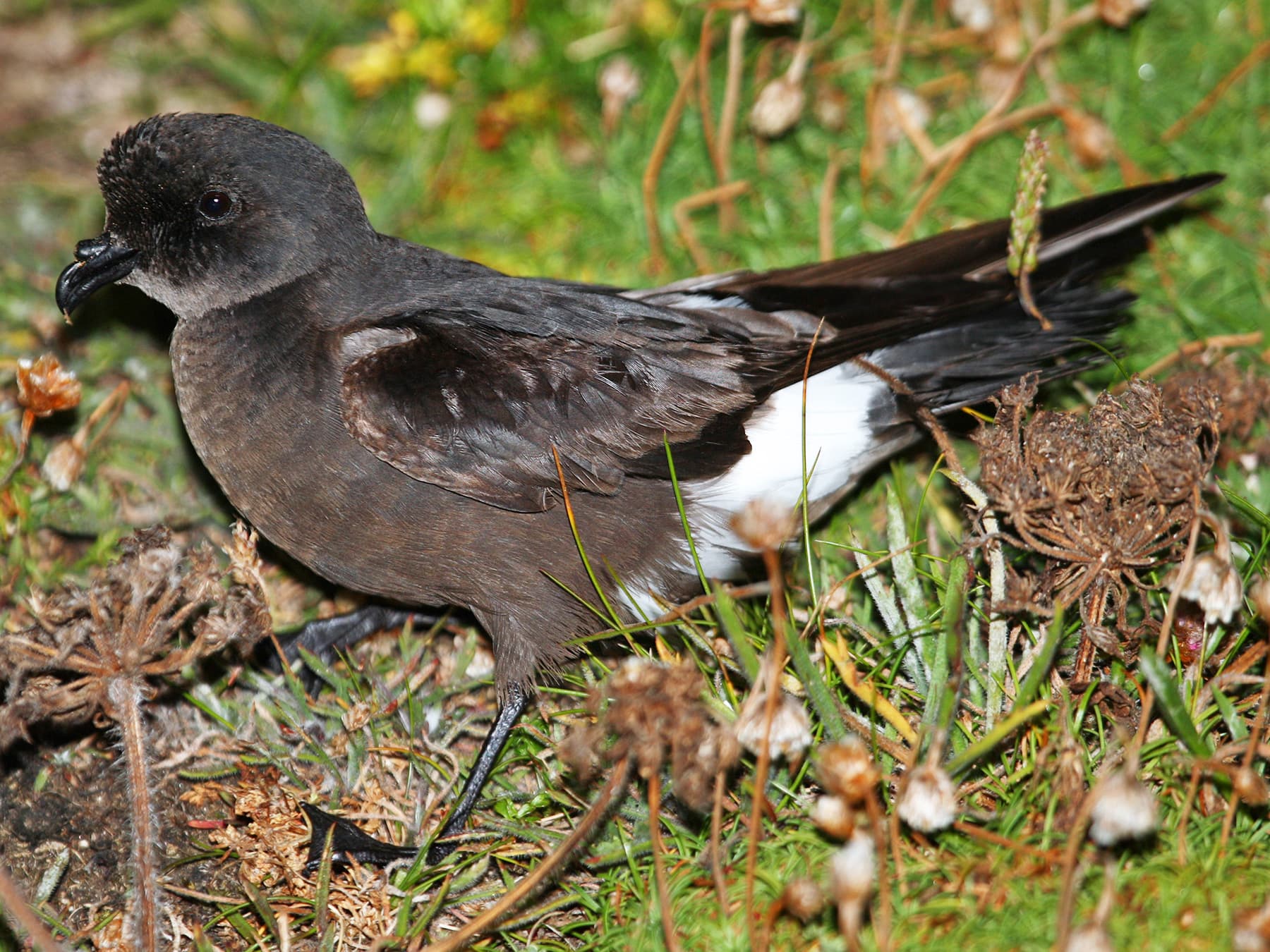 Storm Petrel in natural habitat