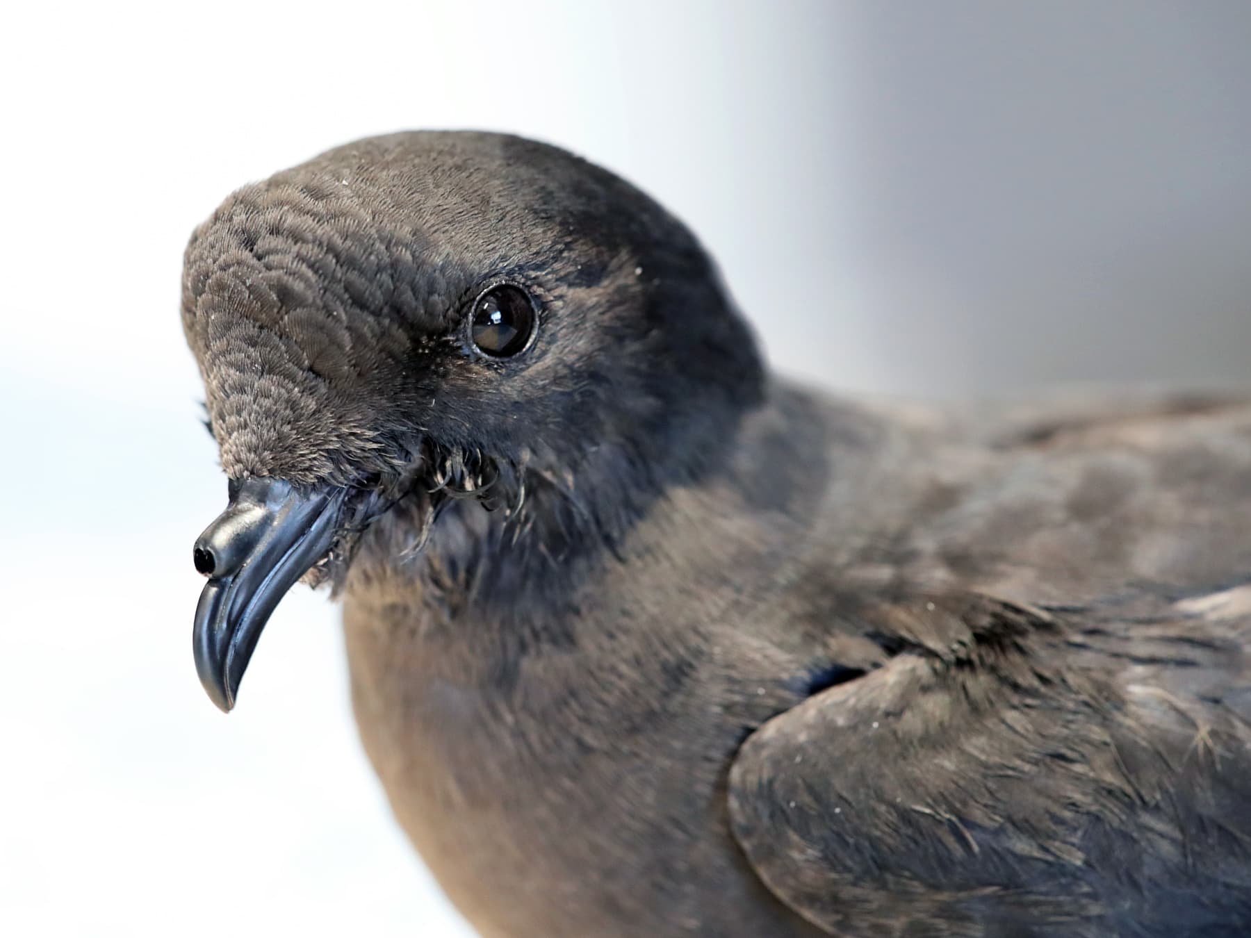 Portrait of a Storm Petrel