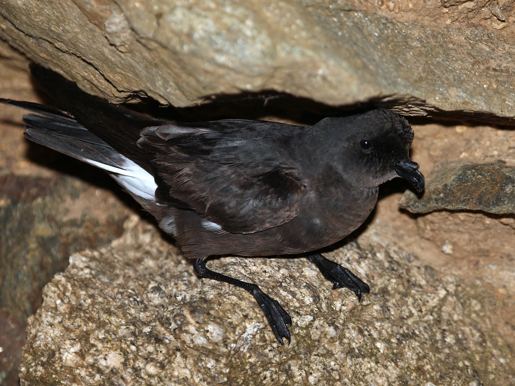 Storm Petrels