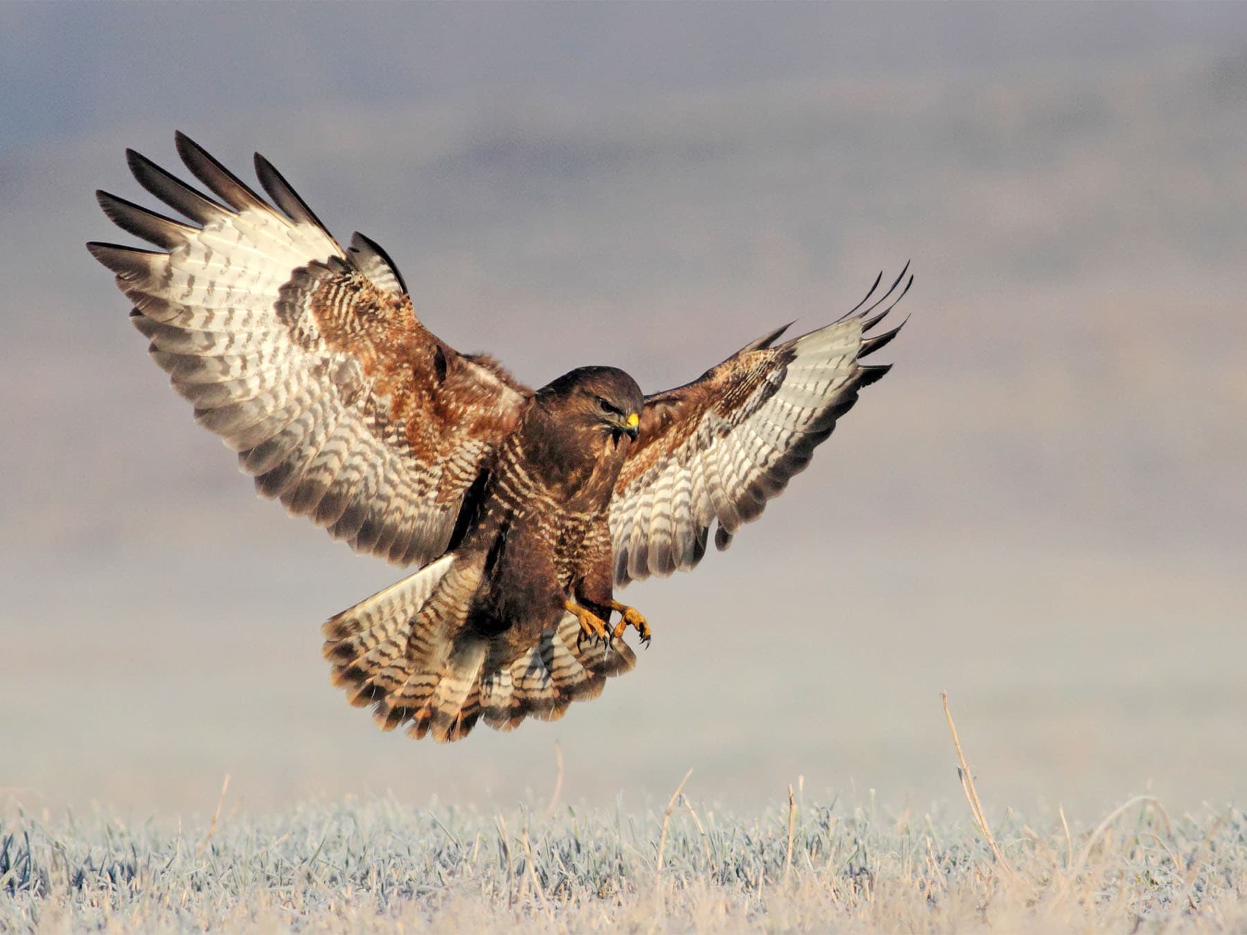 Stress Responses and Adaptability: How Birds Cope