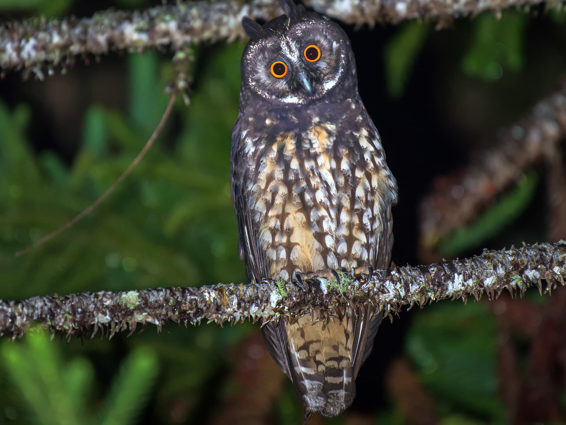 Stygian Owl perched in natural habitat