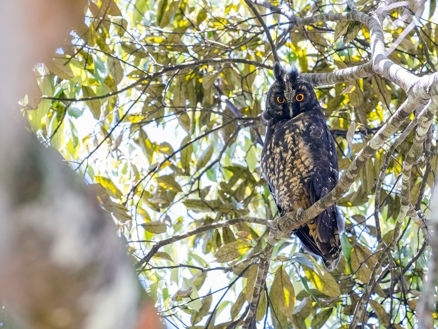 Stygian owl perched high up in the forest trees