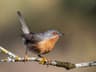 Subalpine Warbler