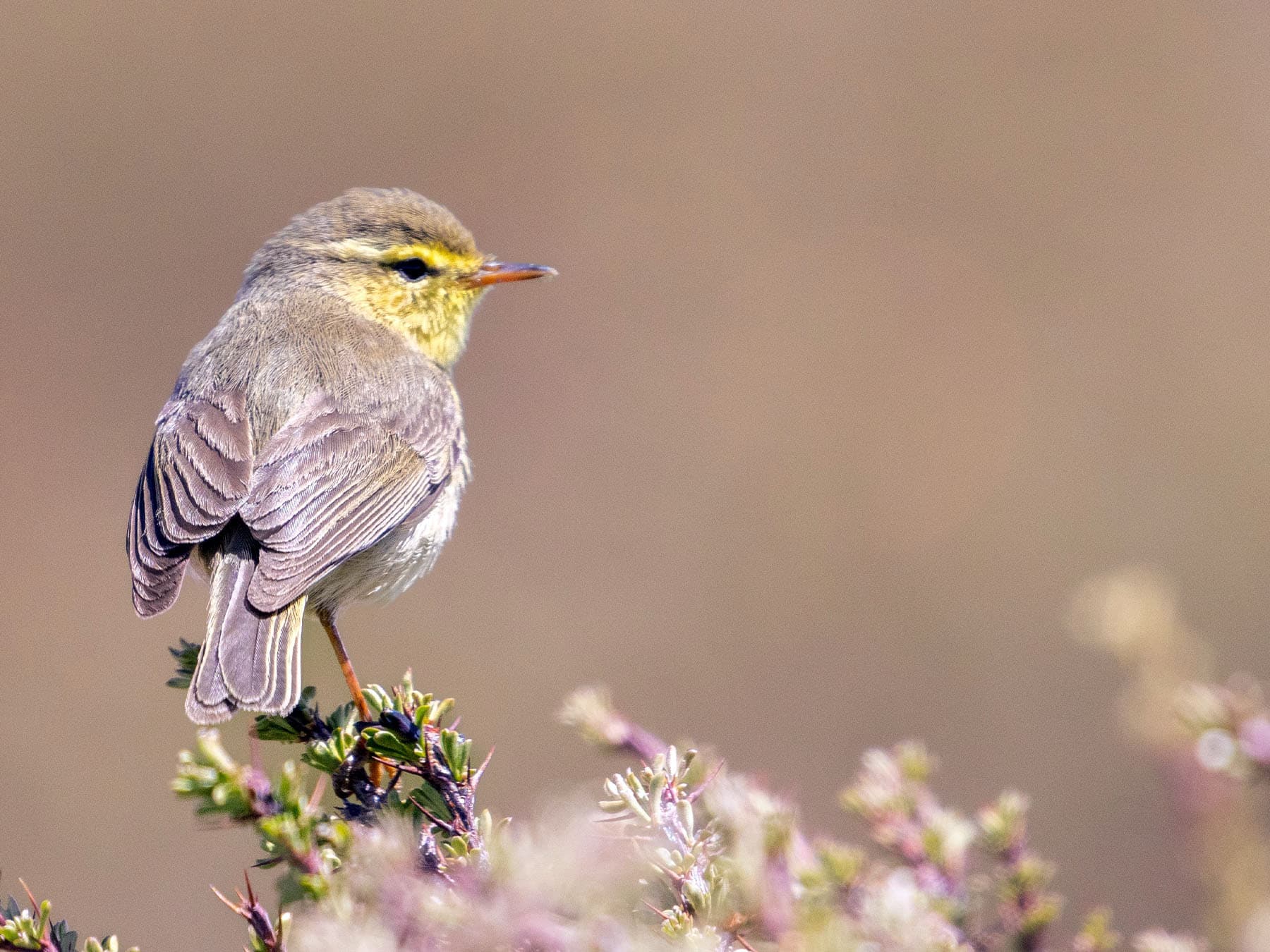 Sulphur-bellied Warbler perched on tree top
