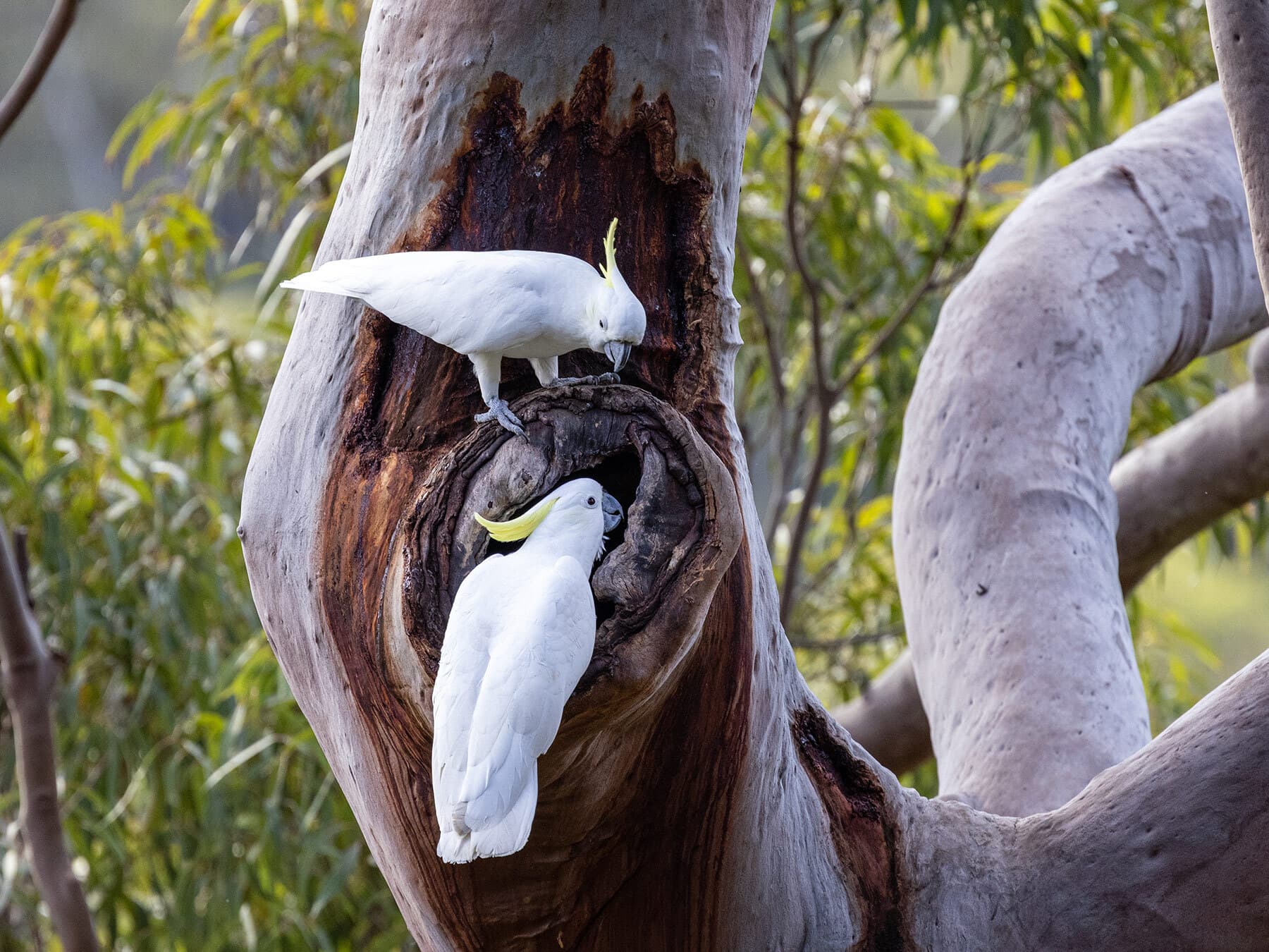 Sulphur crested cockatoos nesting