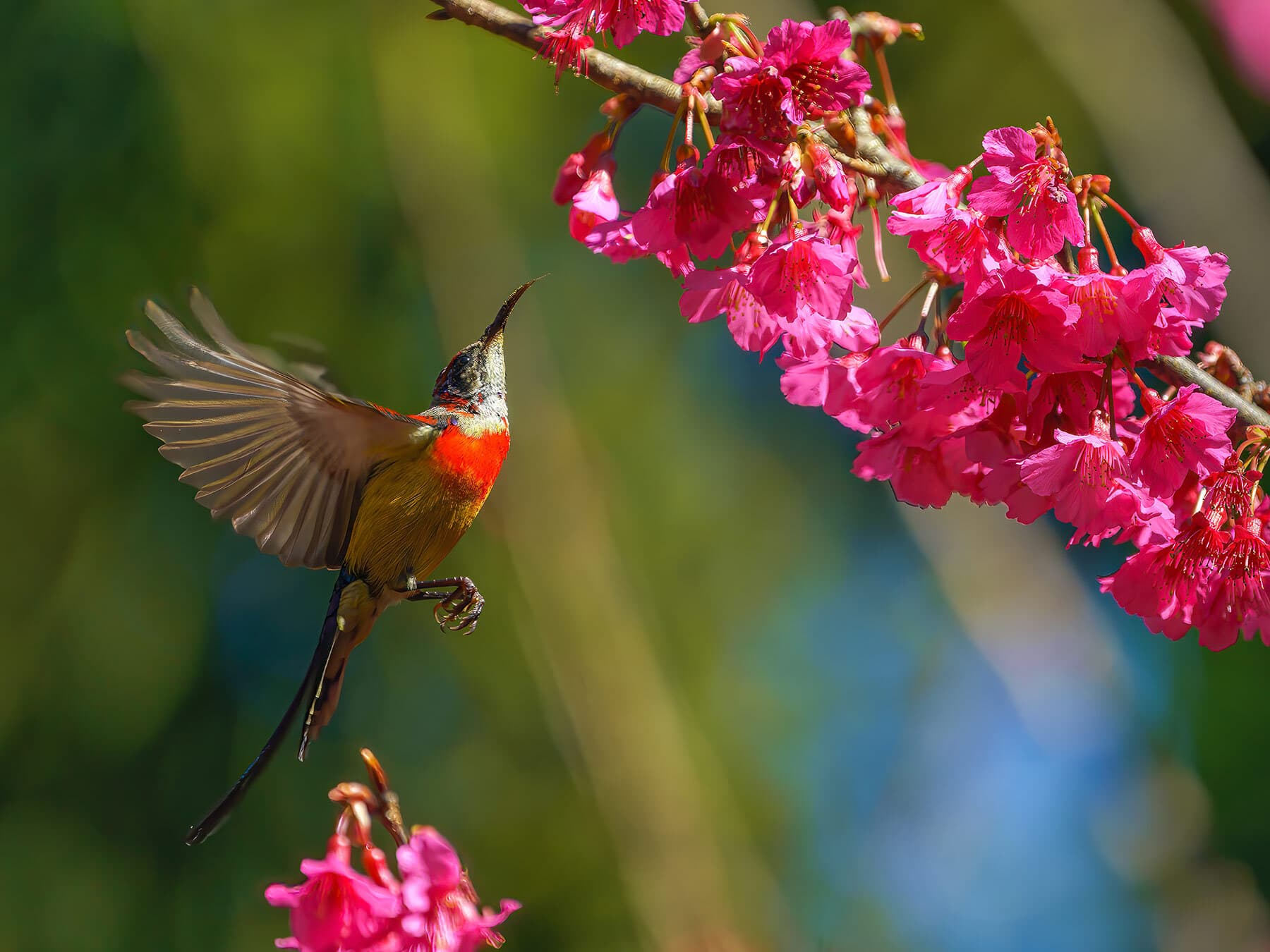 Sunbird feeding on nectar