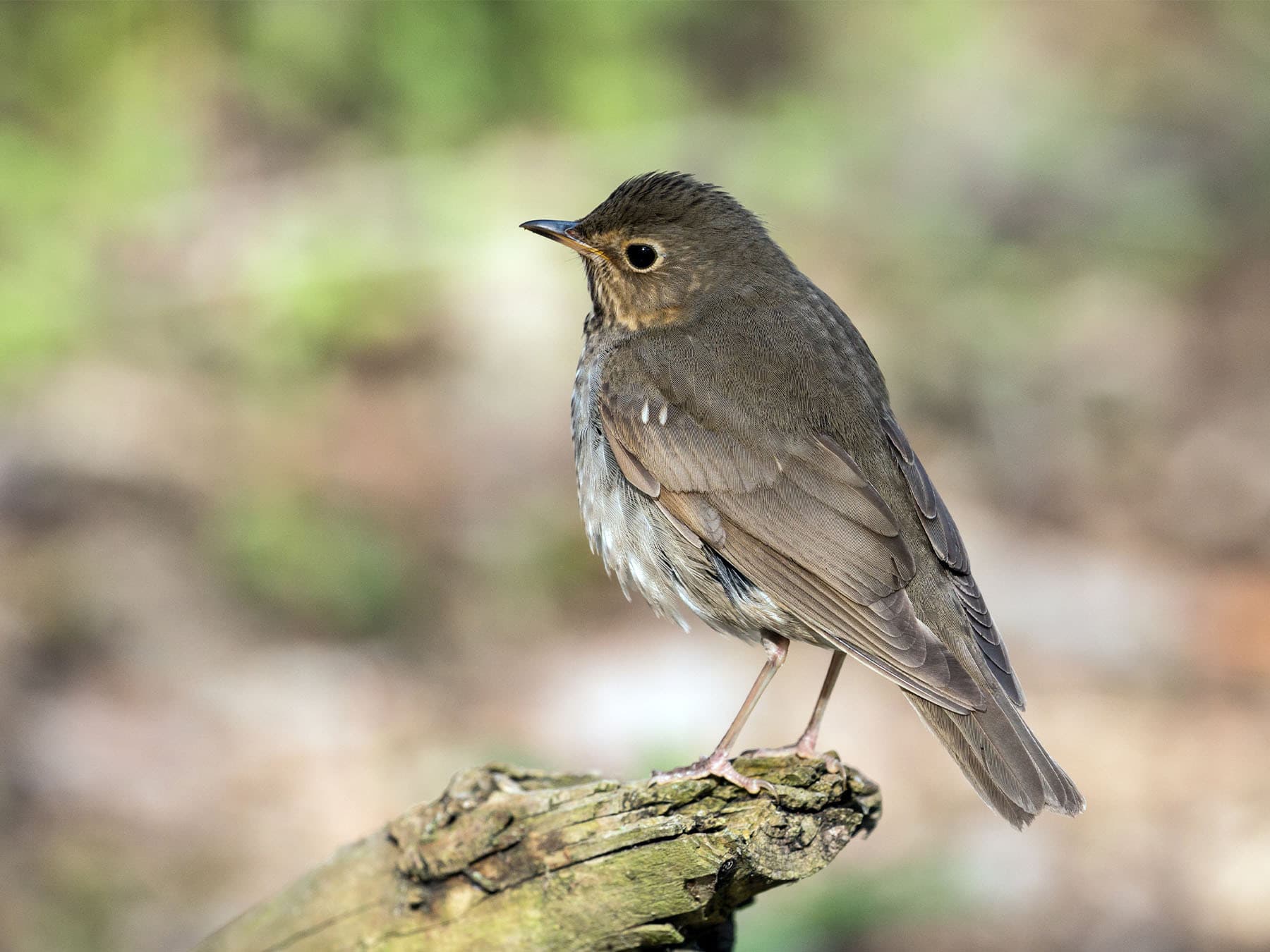 Swainsons thrush thrush resting on branch