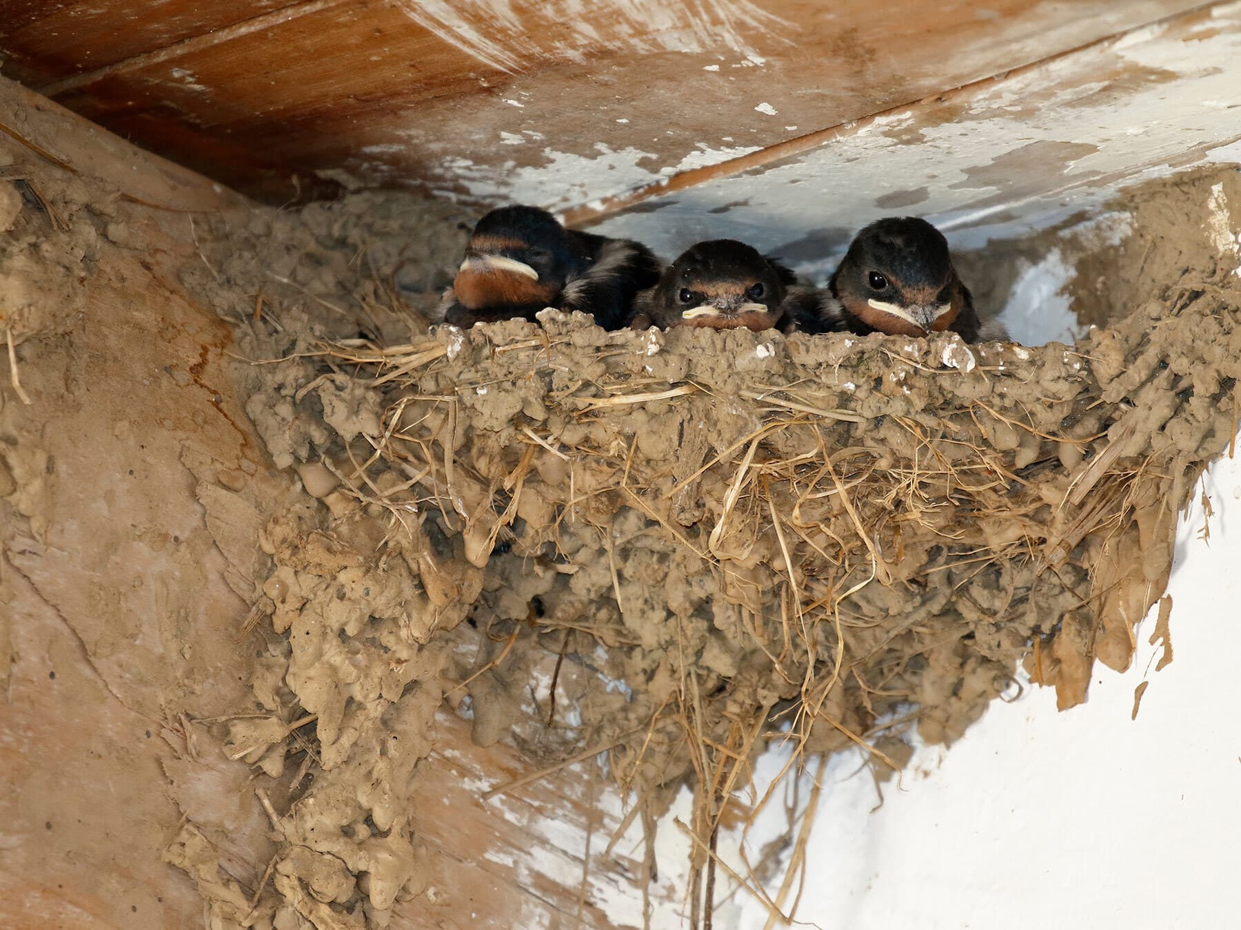 Swallow chicks the nest