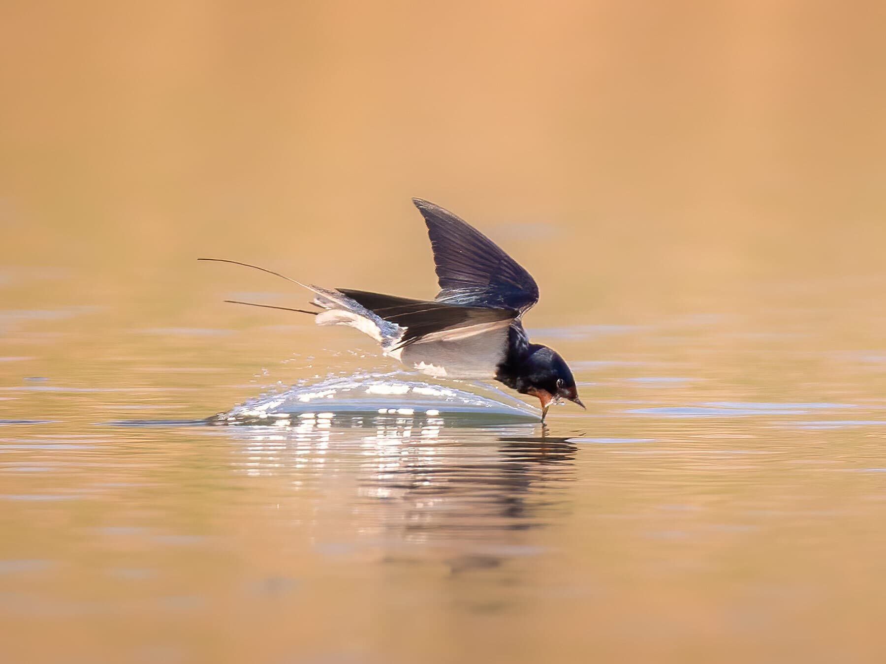 Swallow drinking water