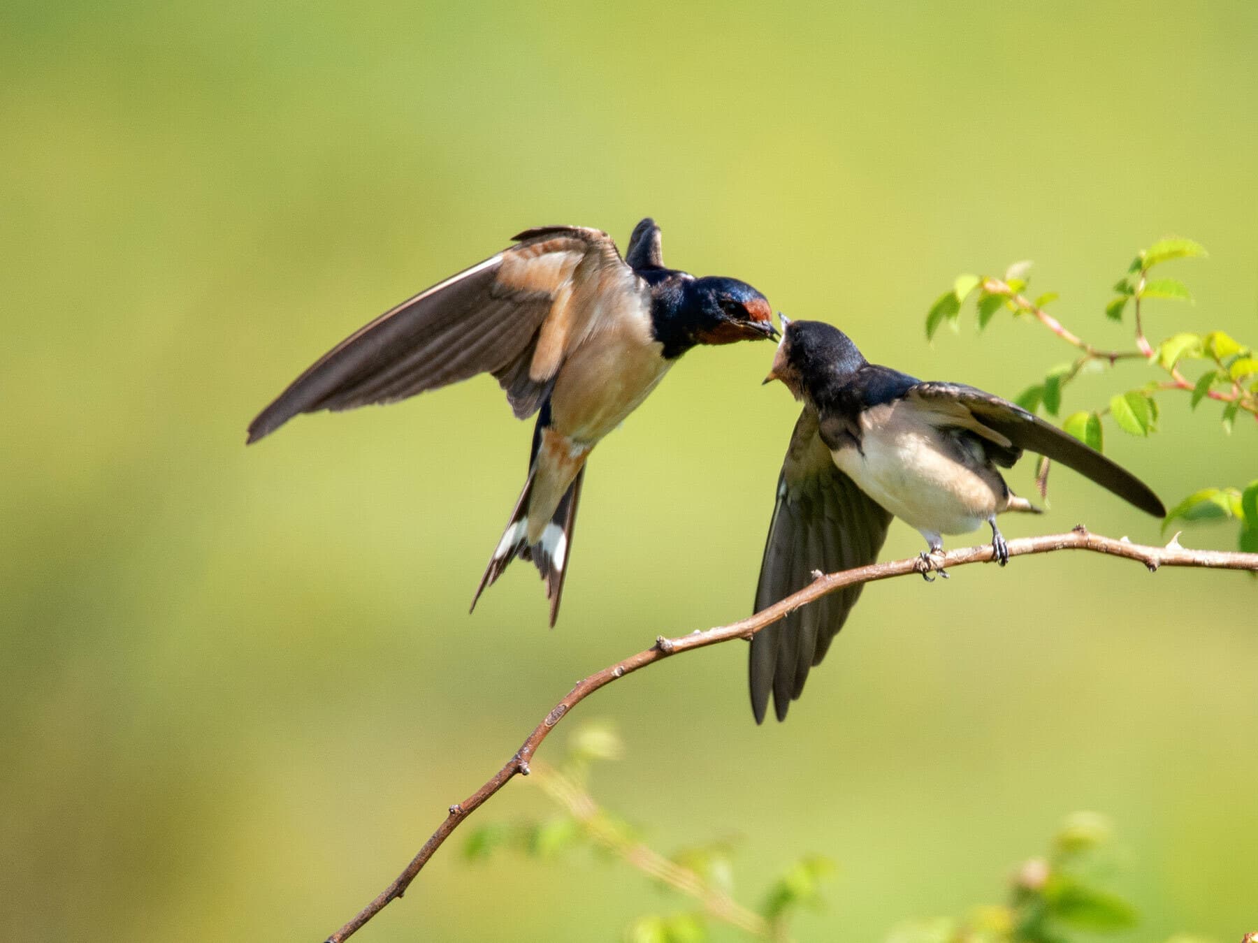 Swallow feeding juvenile
