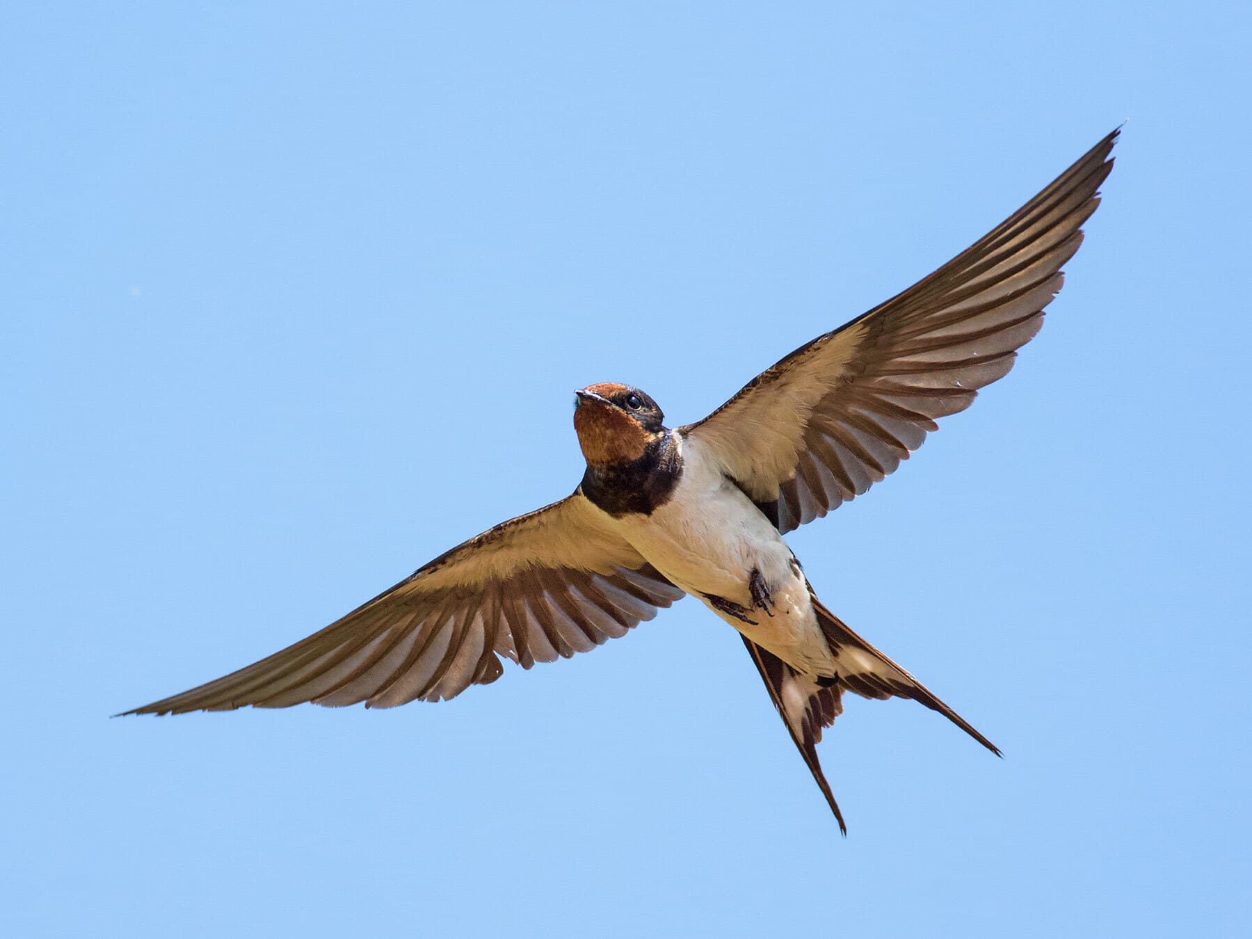 Swallow flying