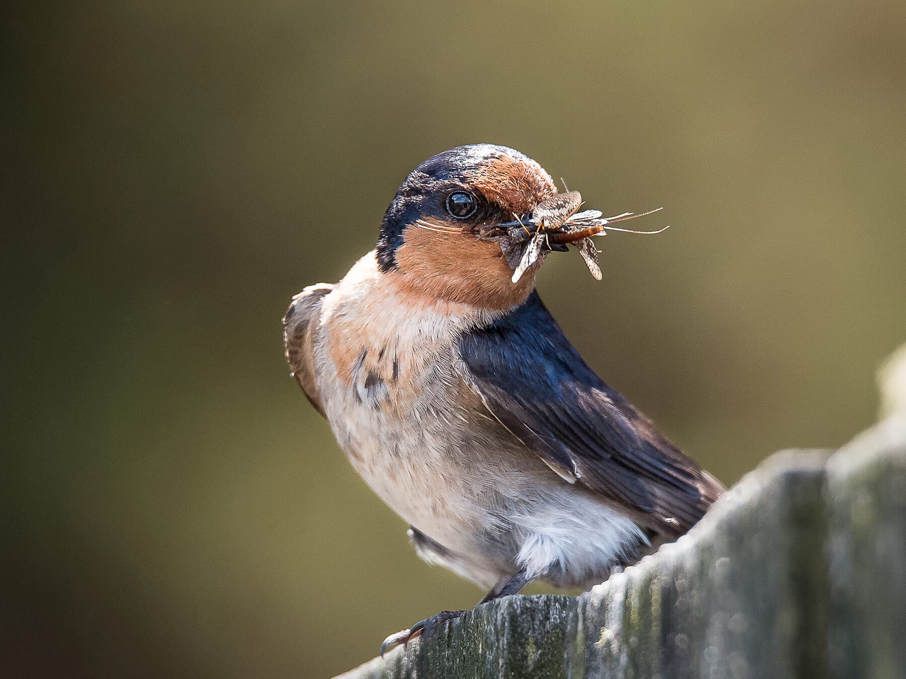 Swallow with insect