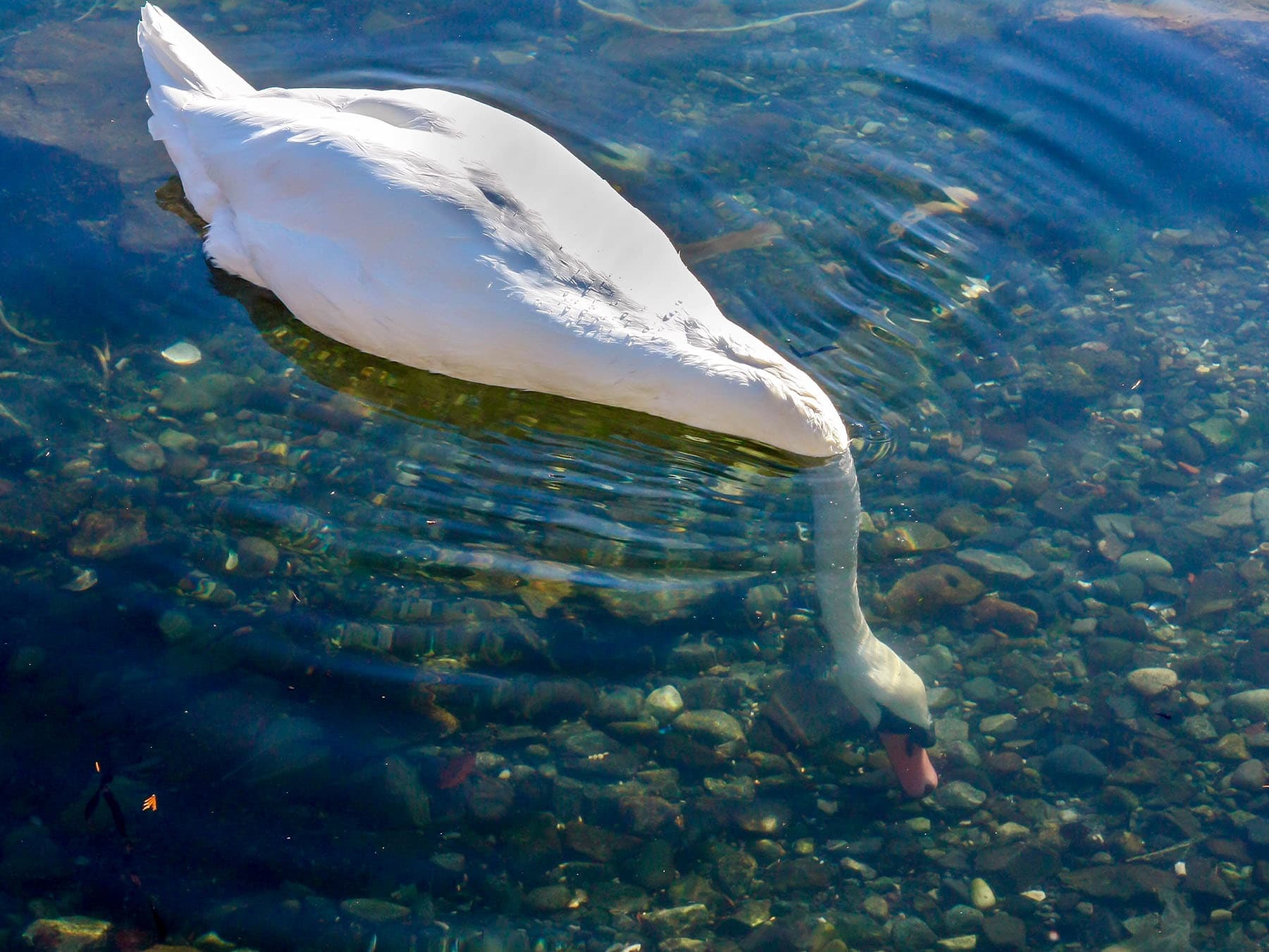 Swan foraging at bottom of river