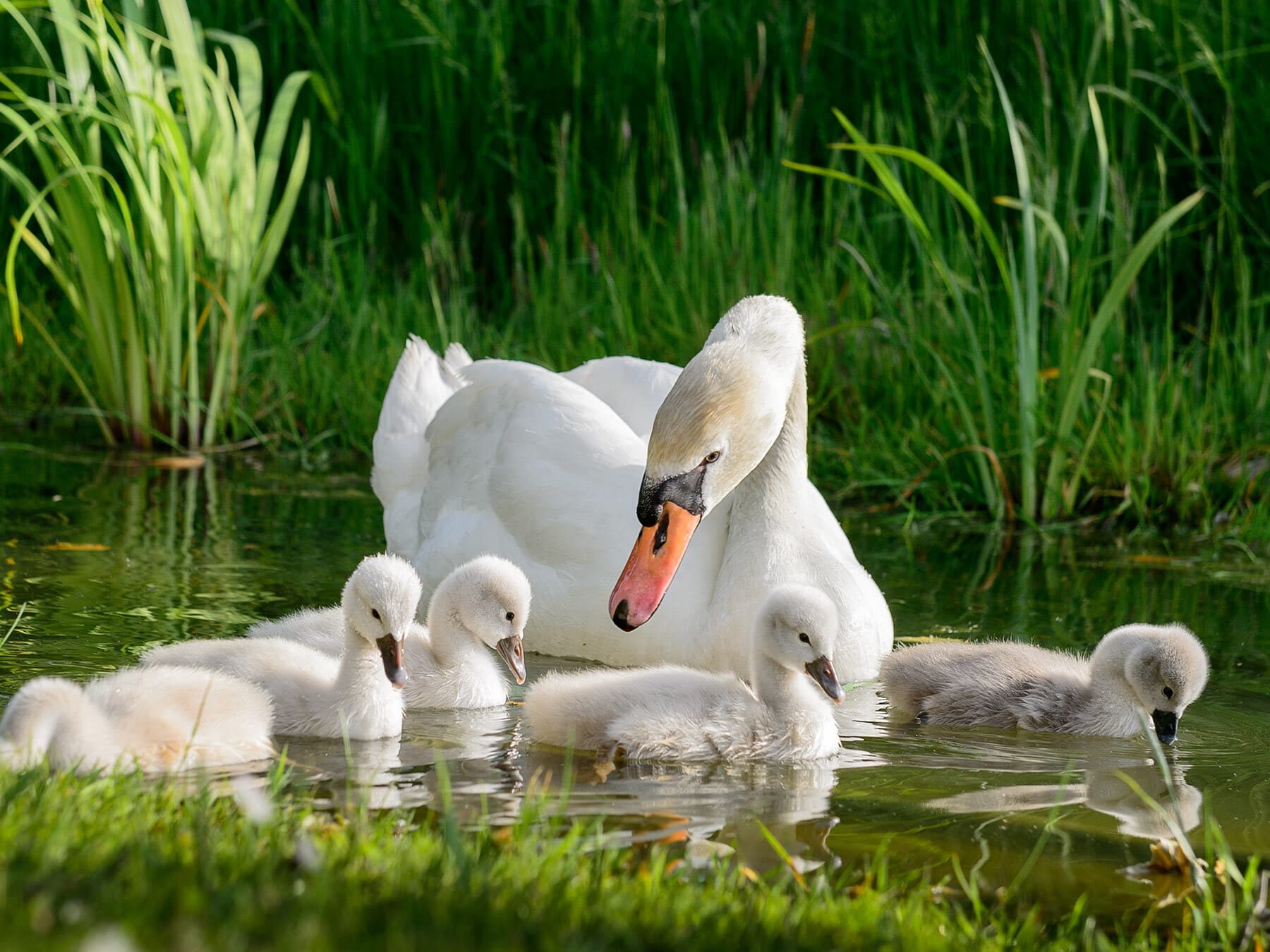 Swan with cygnets