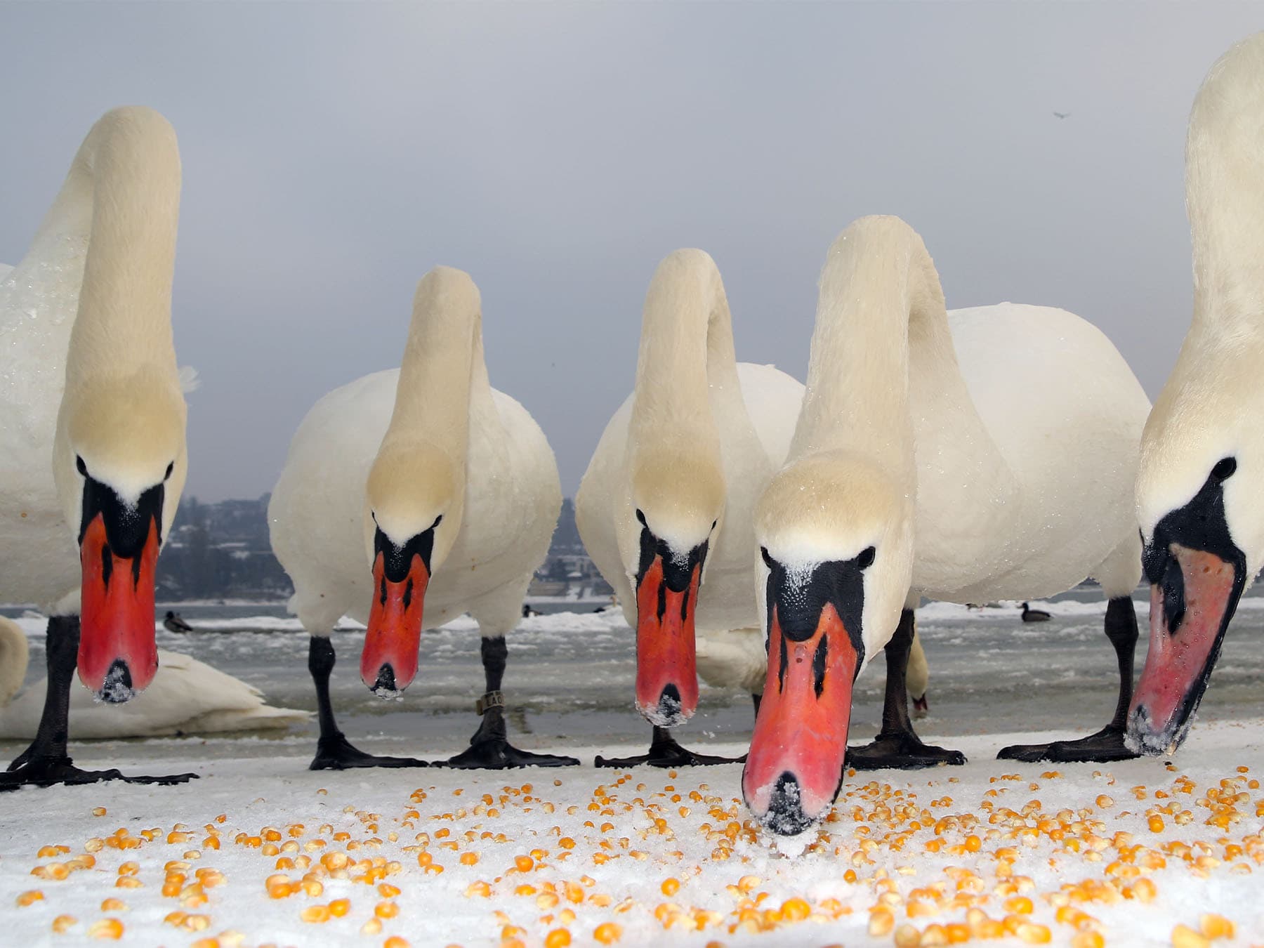 Swans feeding on corn by the waters edge