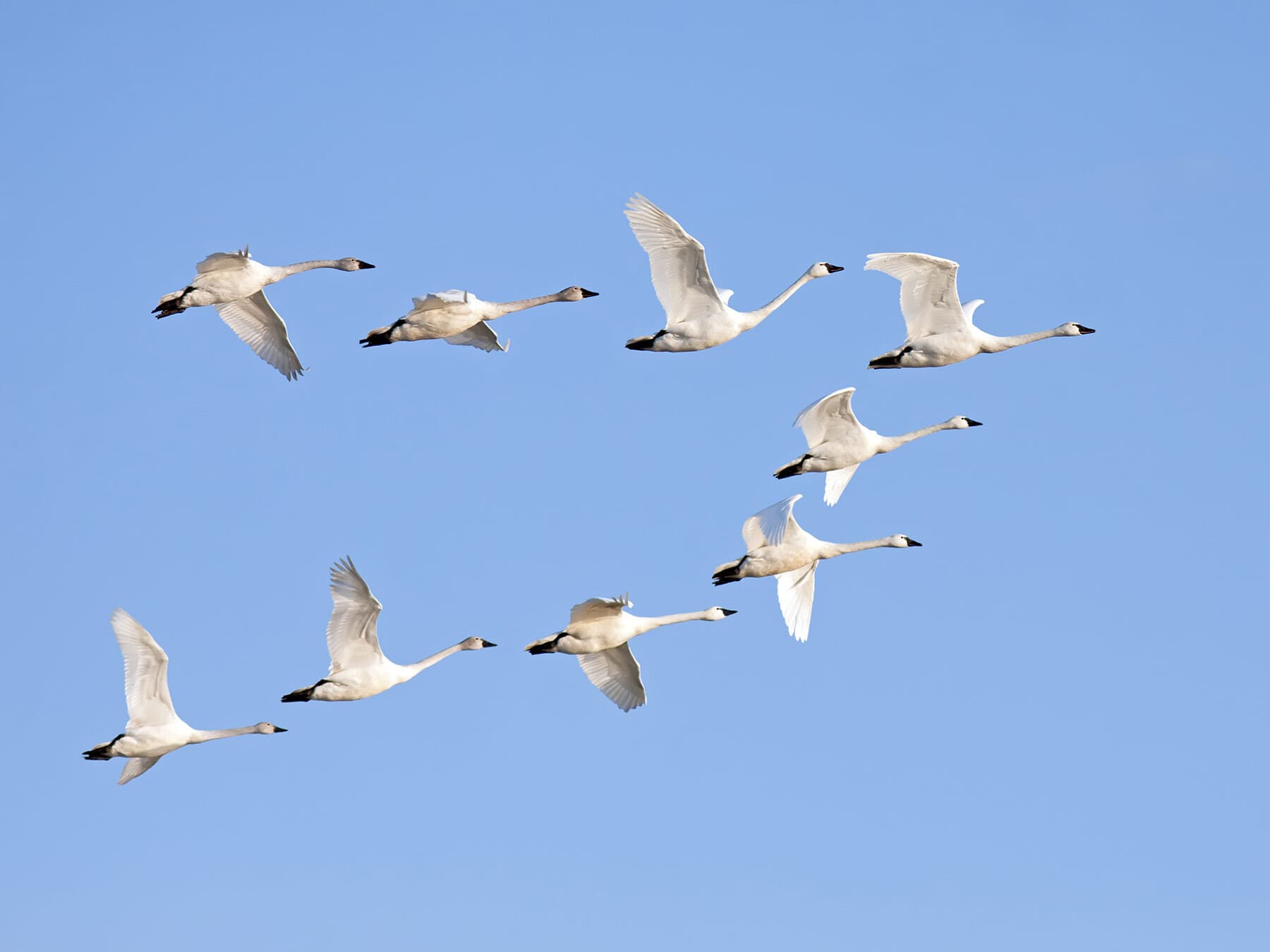 What is a Group of Swans Called? (Complete Guide) | Birdfact