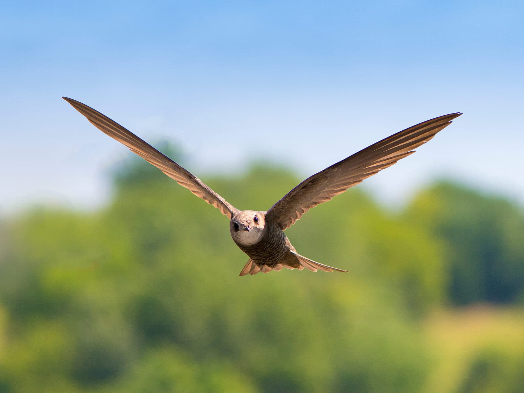 Swift flying