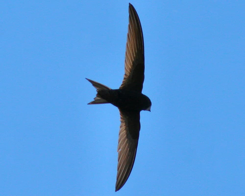 Common swift in flight