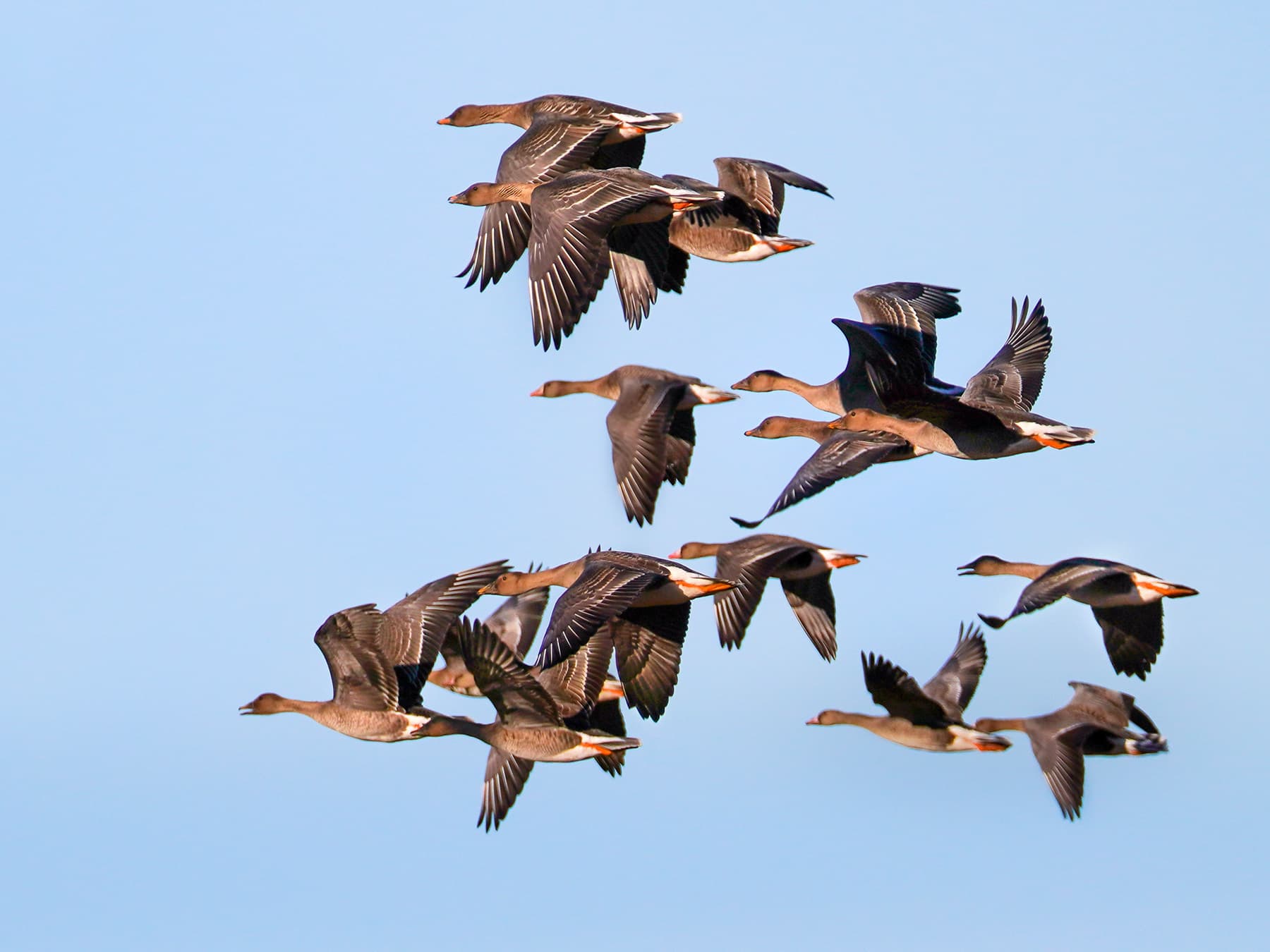 Flock of Taiga Bean Geese in-flight