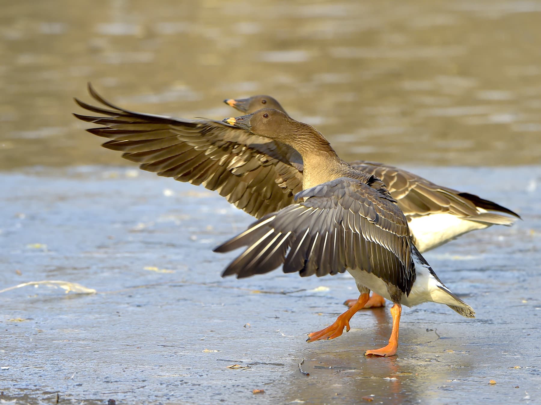 Pair of Taiga Bean Geese preparing for take-off