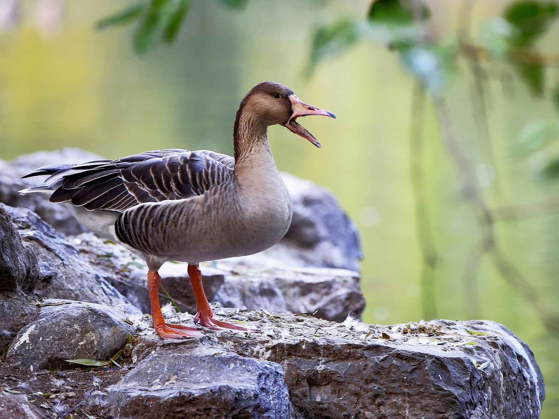 Taiga Bean Goose calling out from the top of a rock