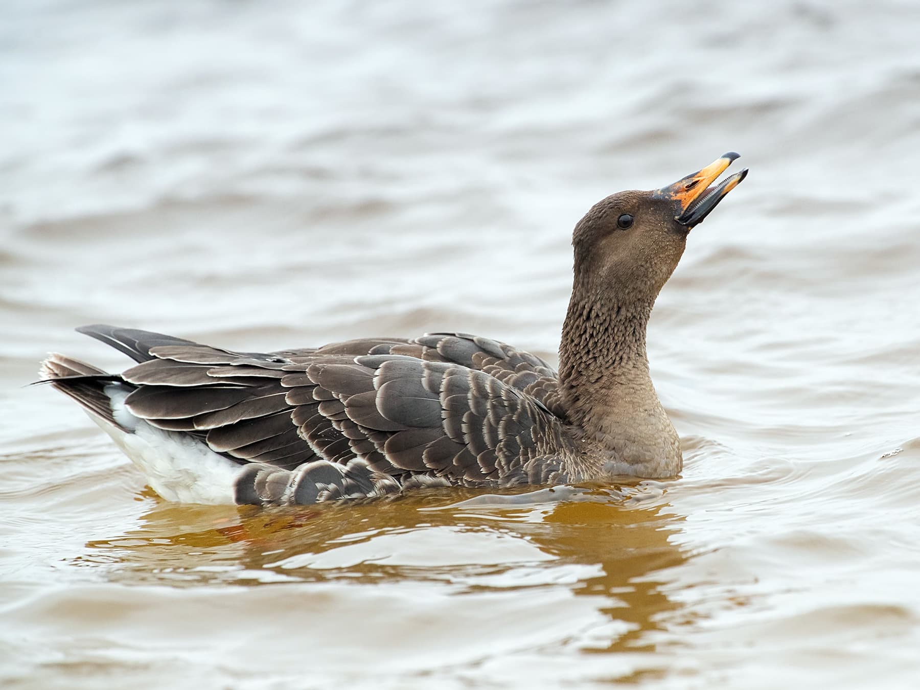 Taiga Bean Goose floating on the river