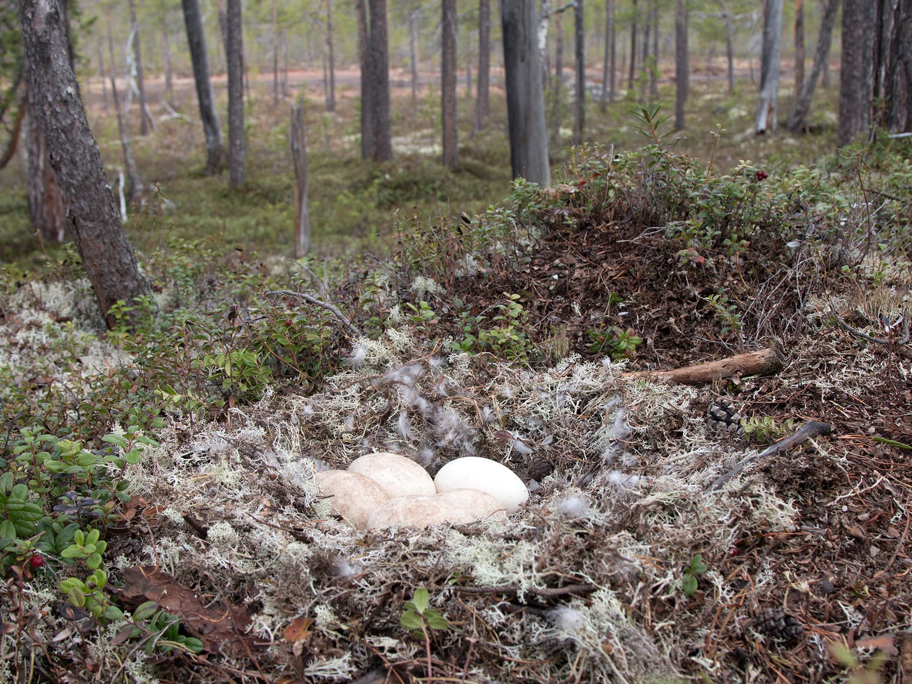 Nest of a Taiga Bean Goose with five eggs