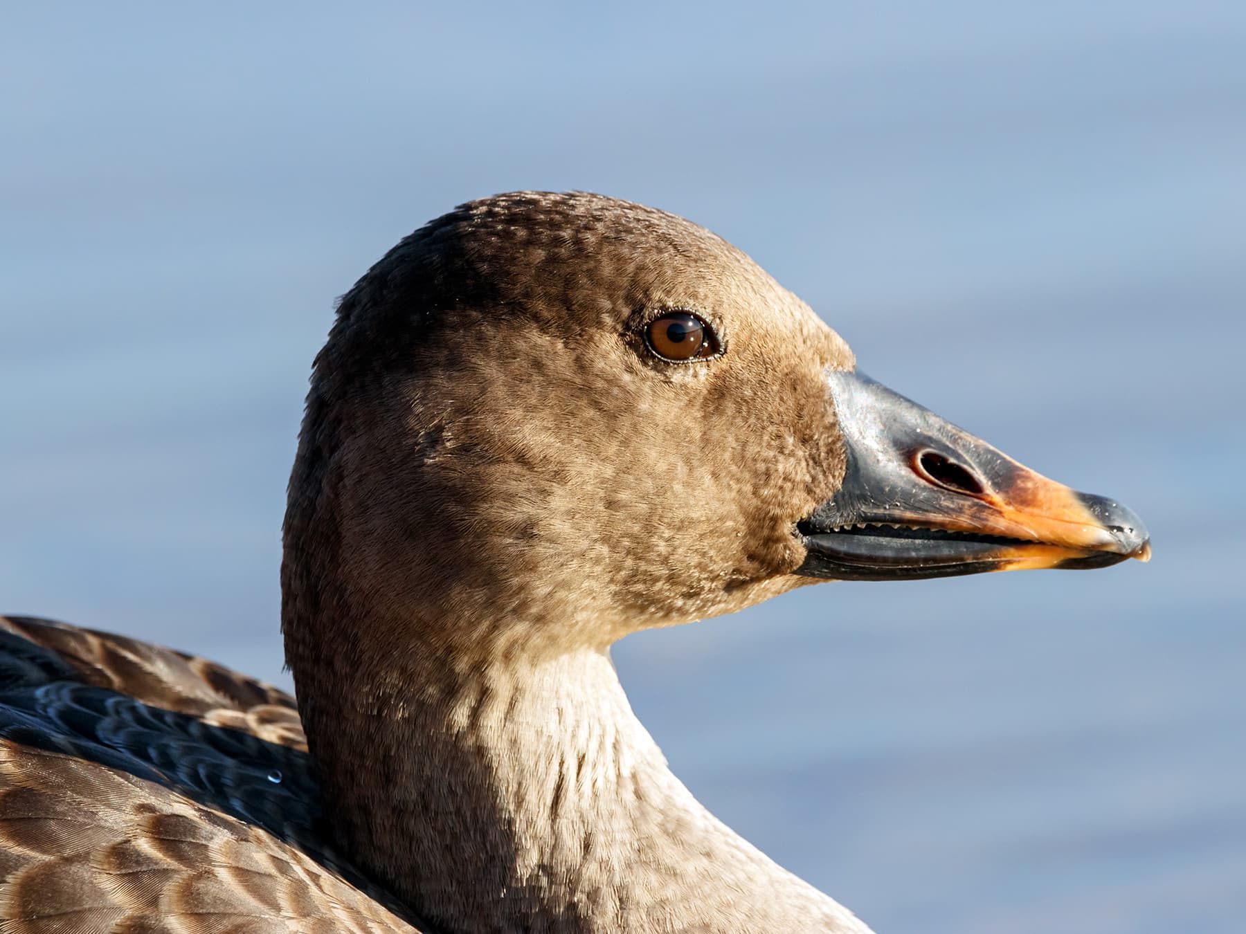 Taiga Bean Goose portrait
