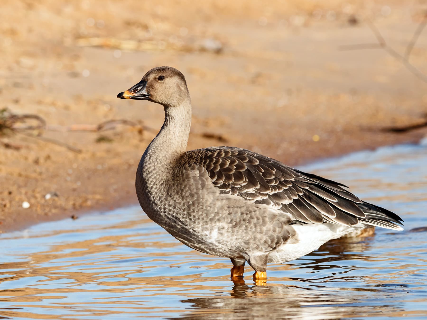 Taiga Bean Goose standing in a lake