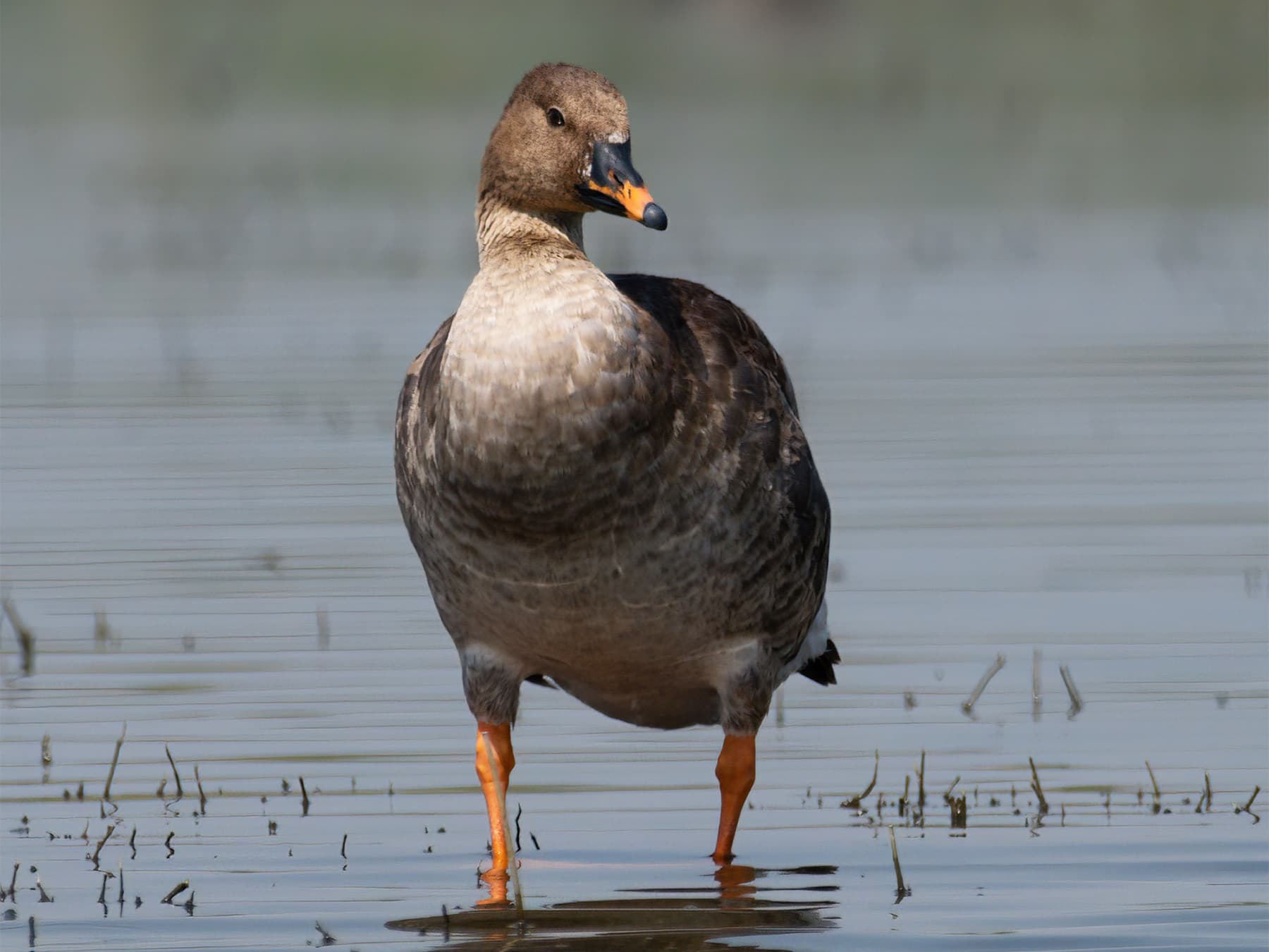 Taiga Bean Goose wading in shallow water