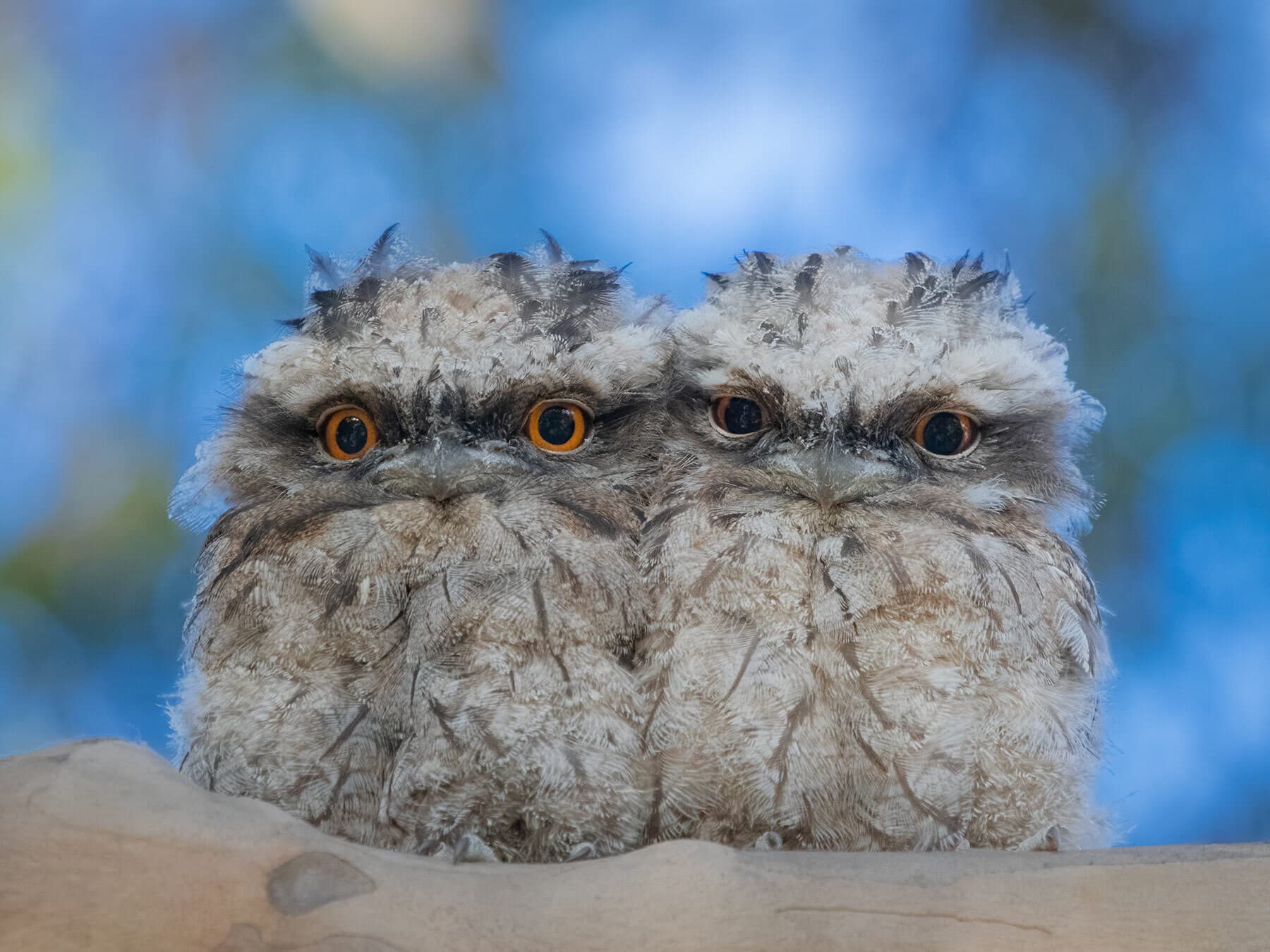 Tawny frogmouth babies