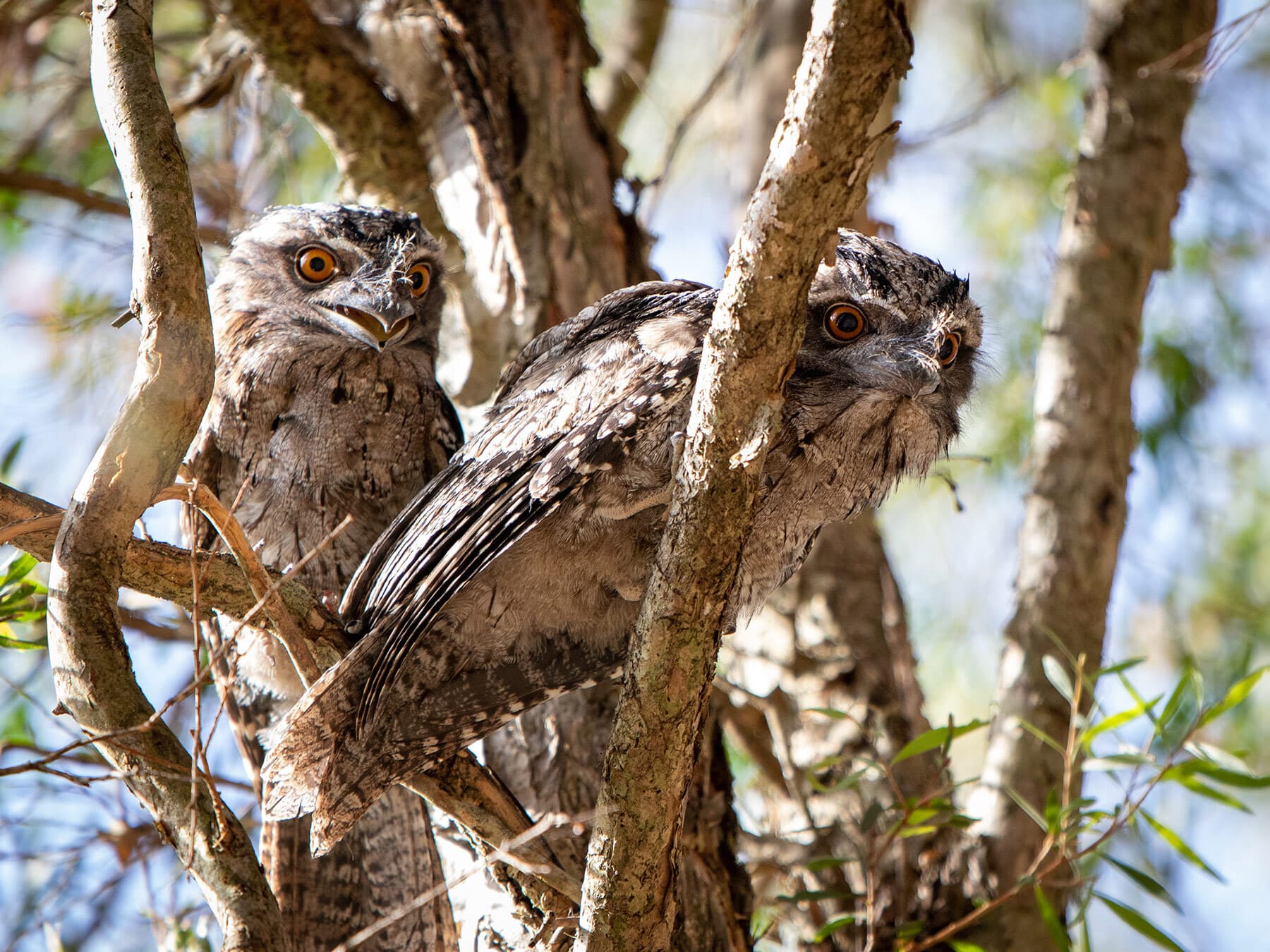 Tawny frogmouth babies