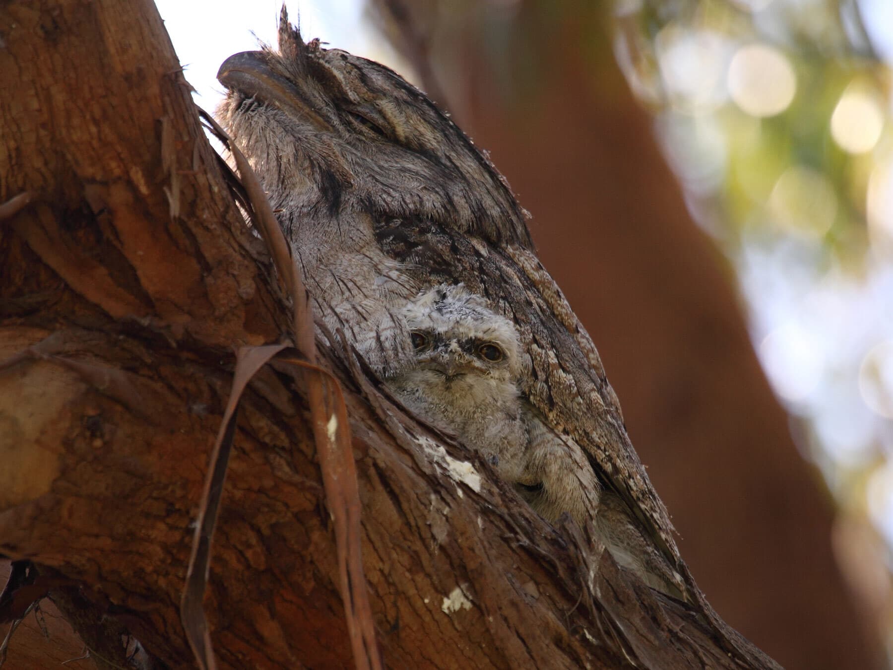 Tawny frogmouth chick