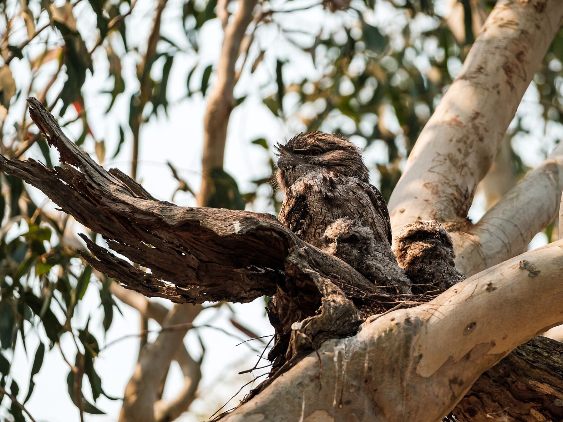 Tawny frogmouth chicks in nest