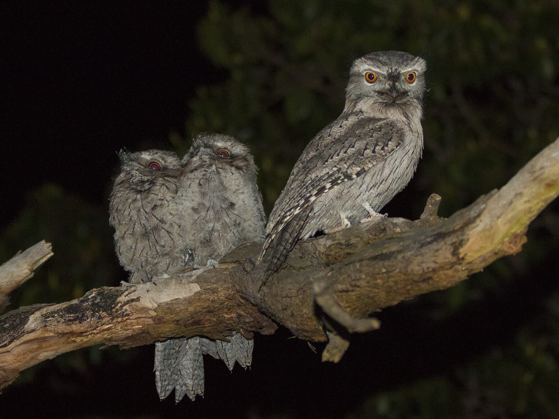 Tawny frogmouth chicks night