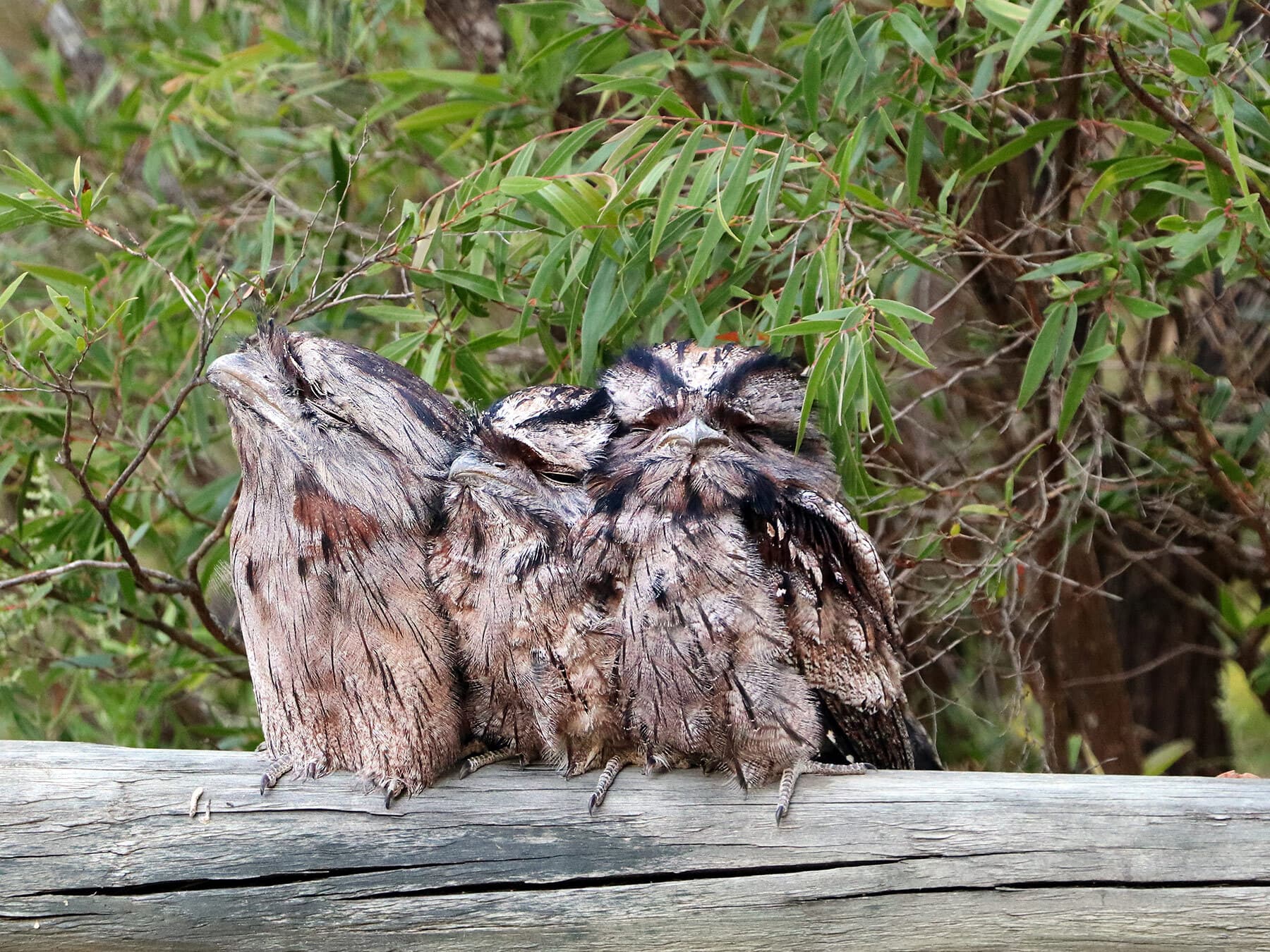Tawny frogmouth juvenile