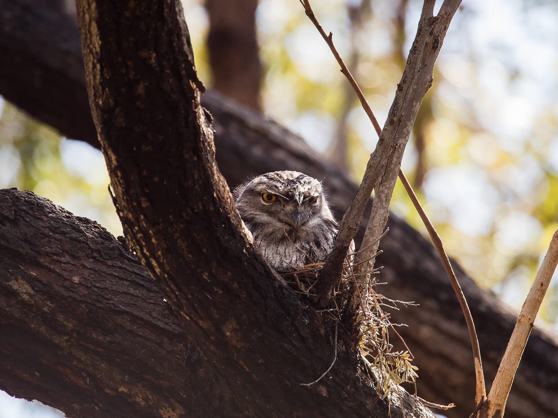 Tawny frogmouth nest