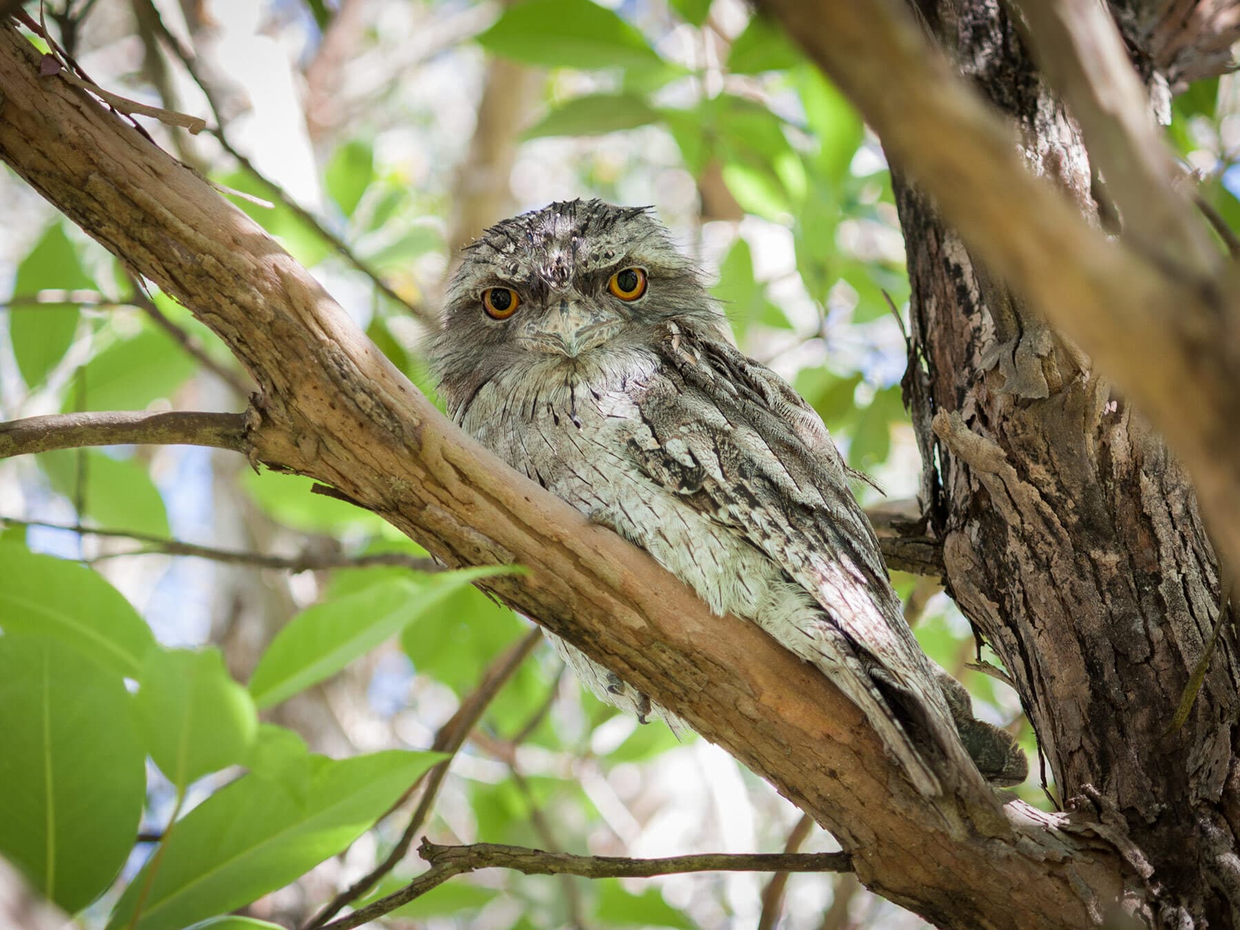 Tawny frougmouth in tree