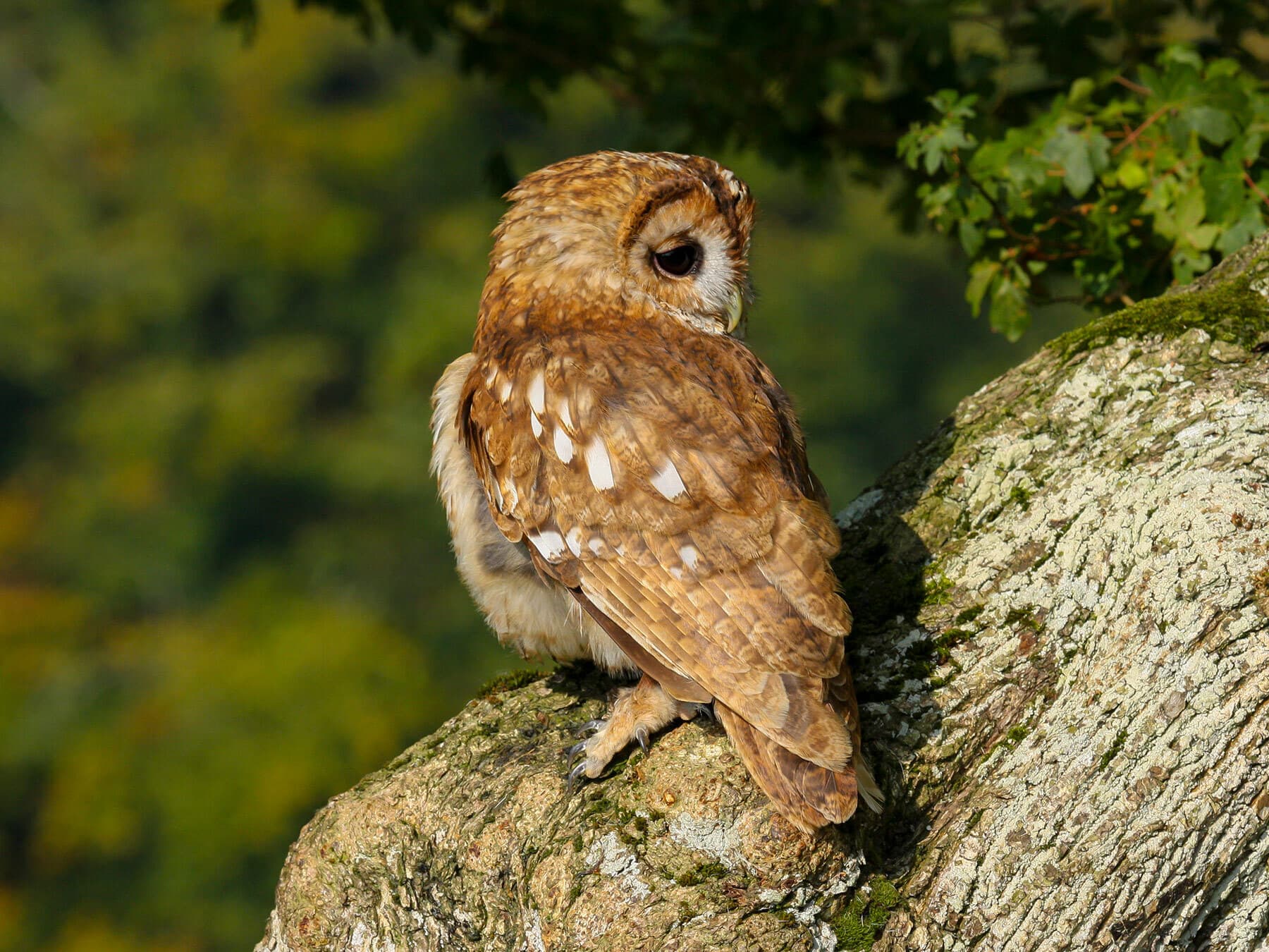 Tawny Owl perched on a rock