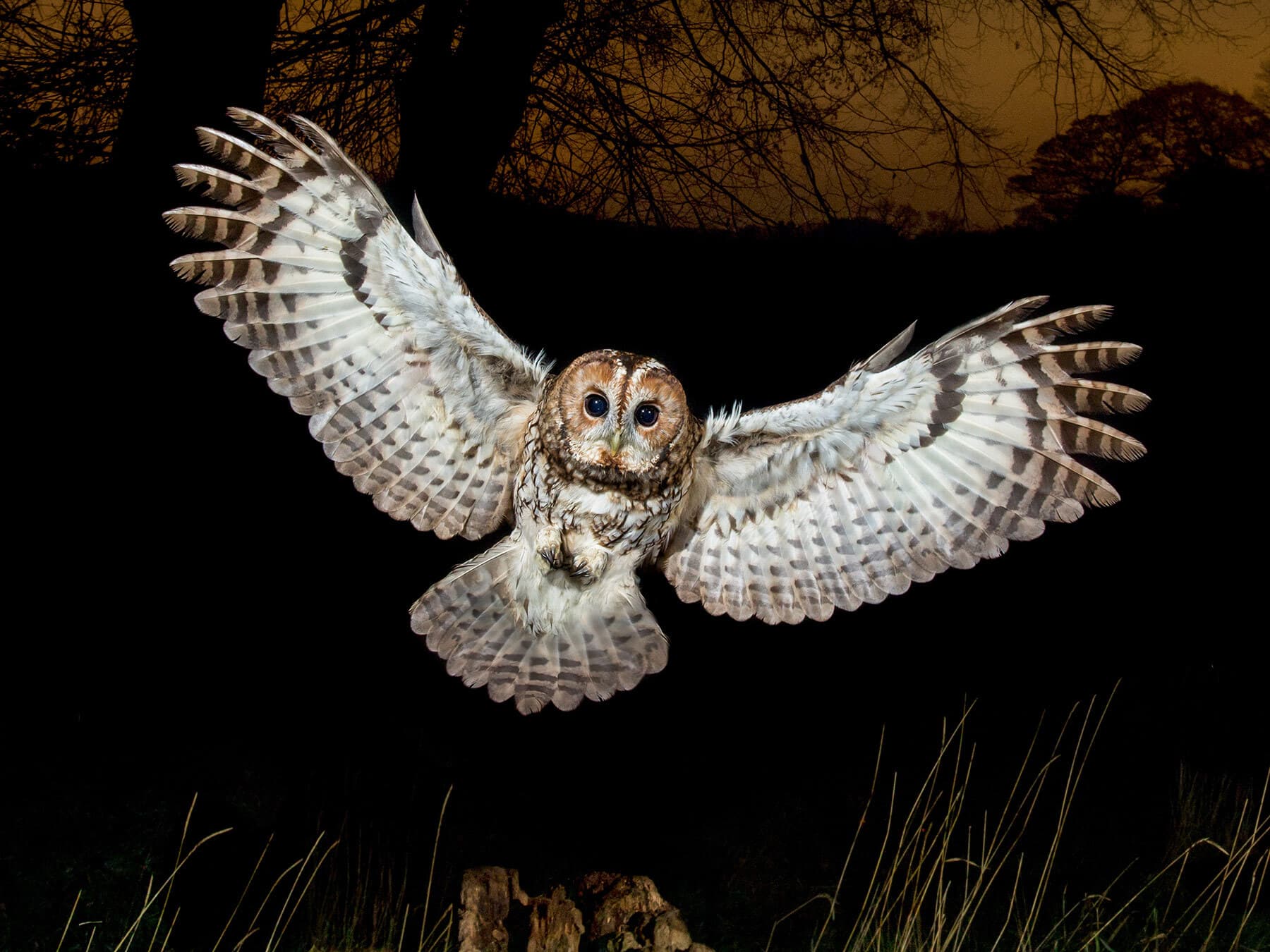Tawny owl at night