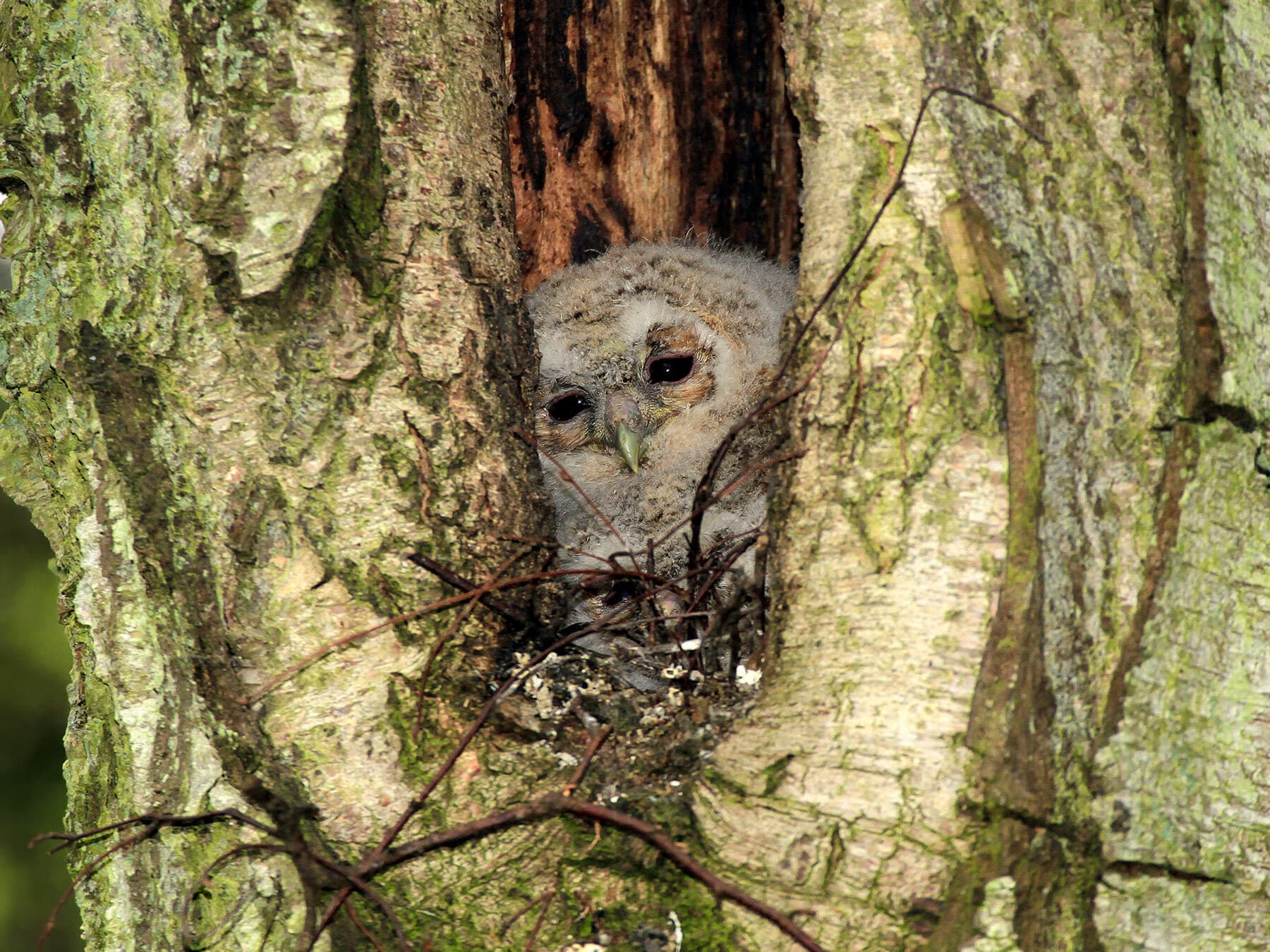 Tawny Owl owlet in nest in a tree