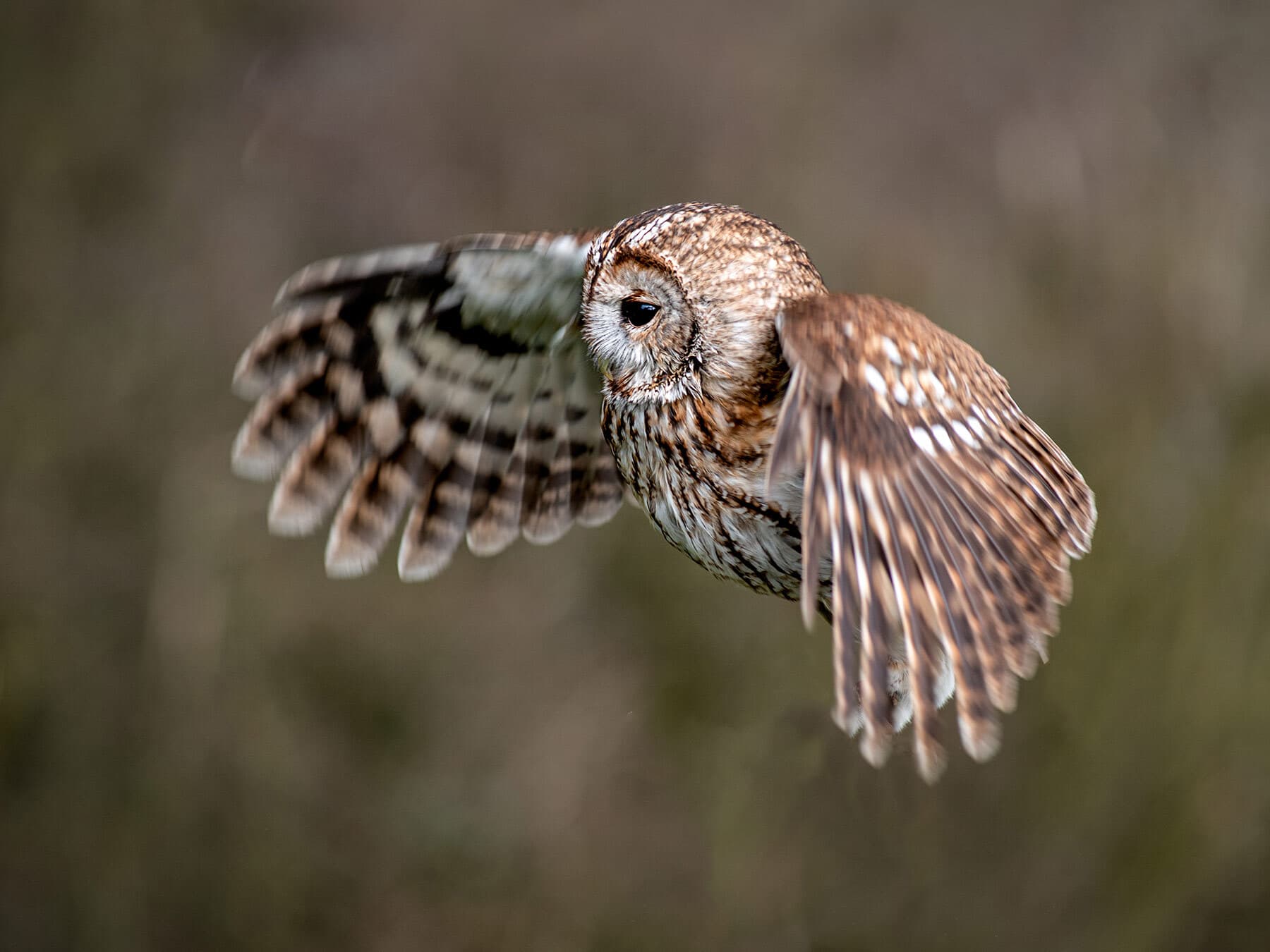 Tawny Owl flying