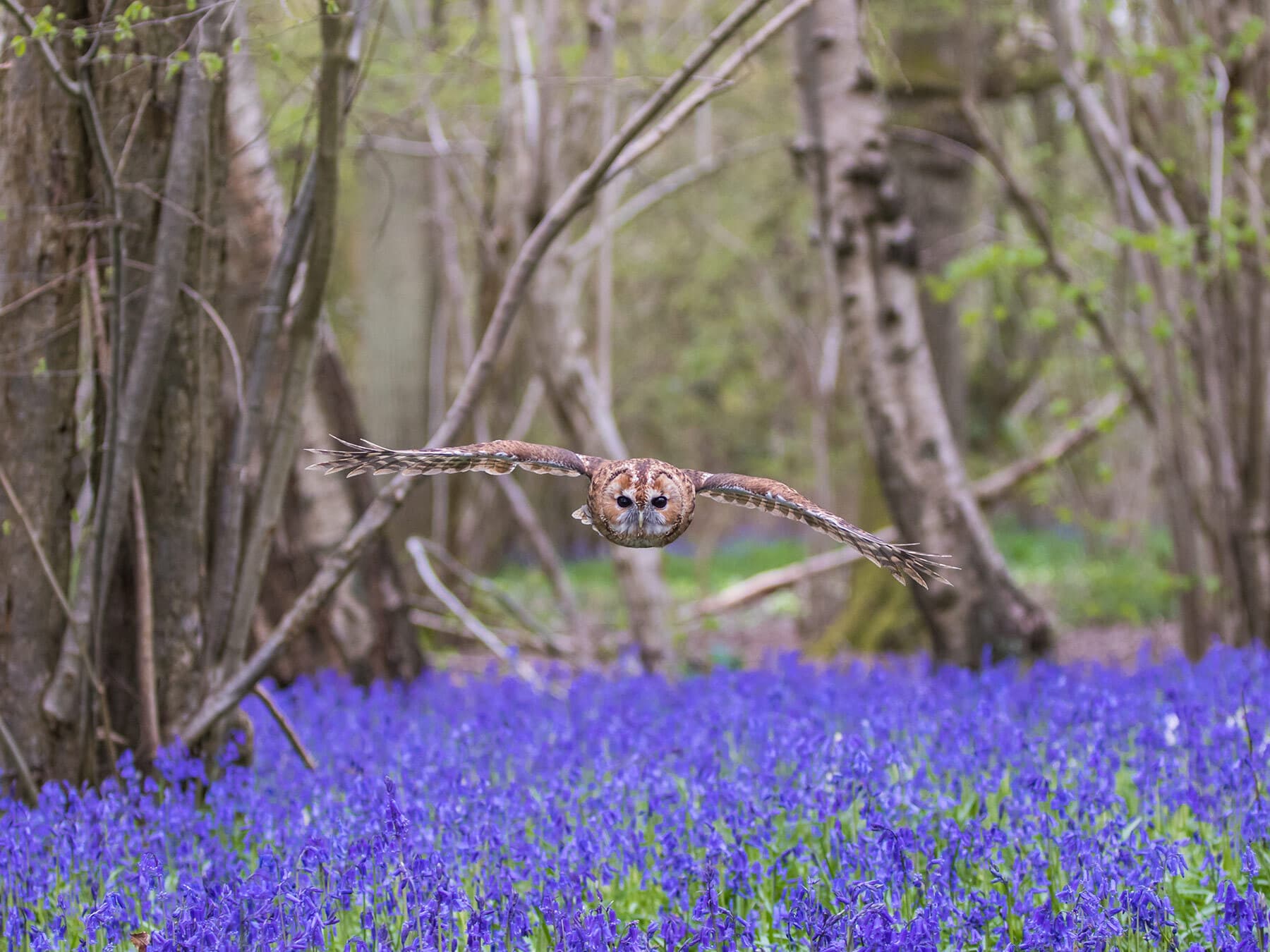 Tawny Owl in flight