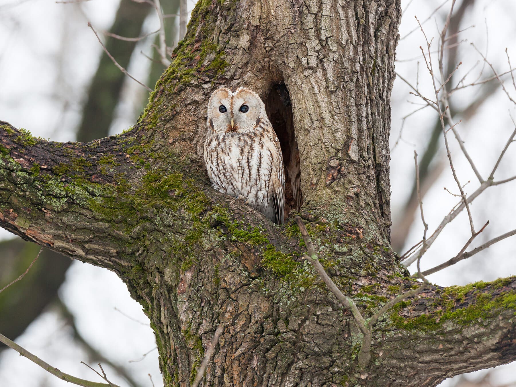 Tawny owl in nest