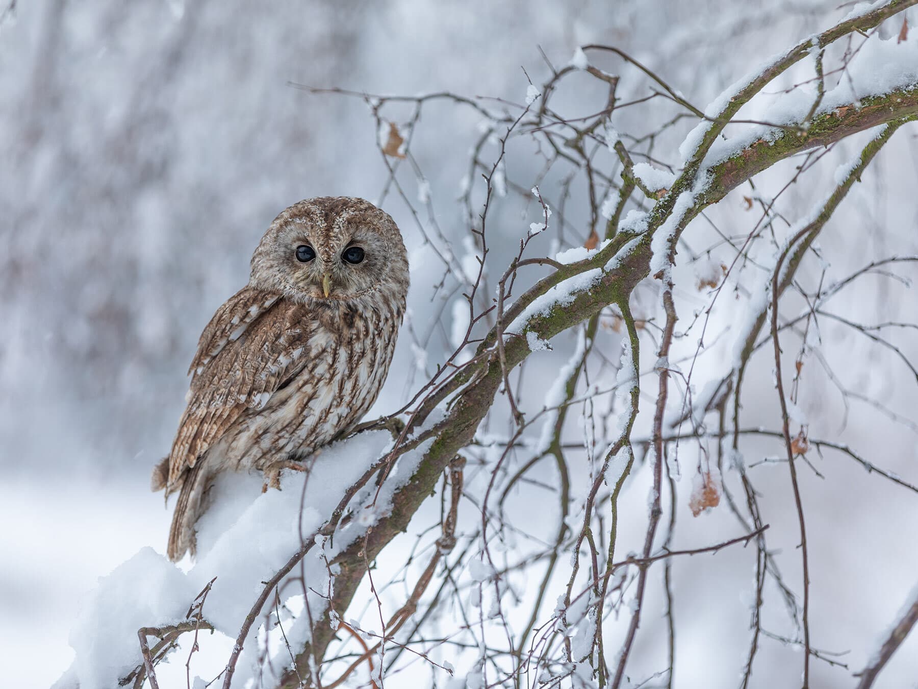 Tawny Owl perched during the winter
