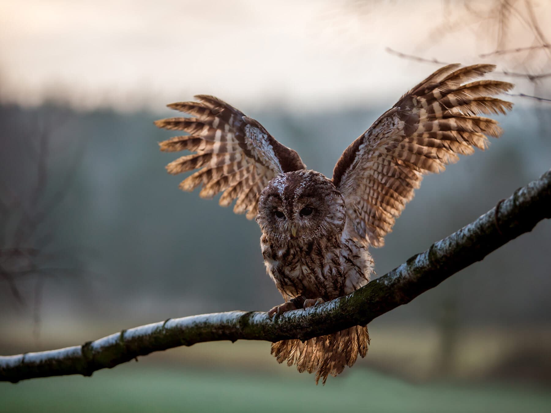 Tawny Owl landing on a tree branch