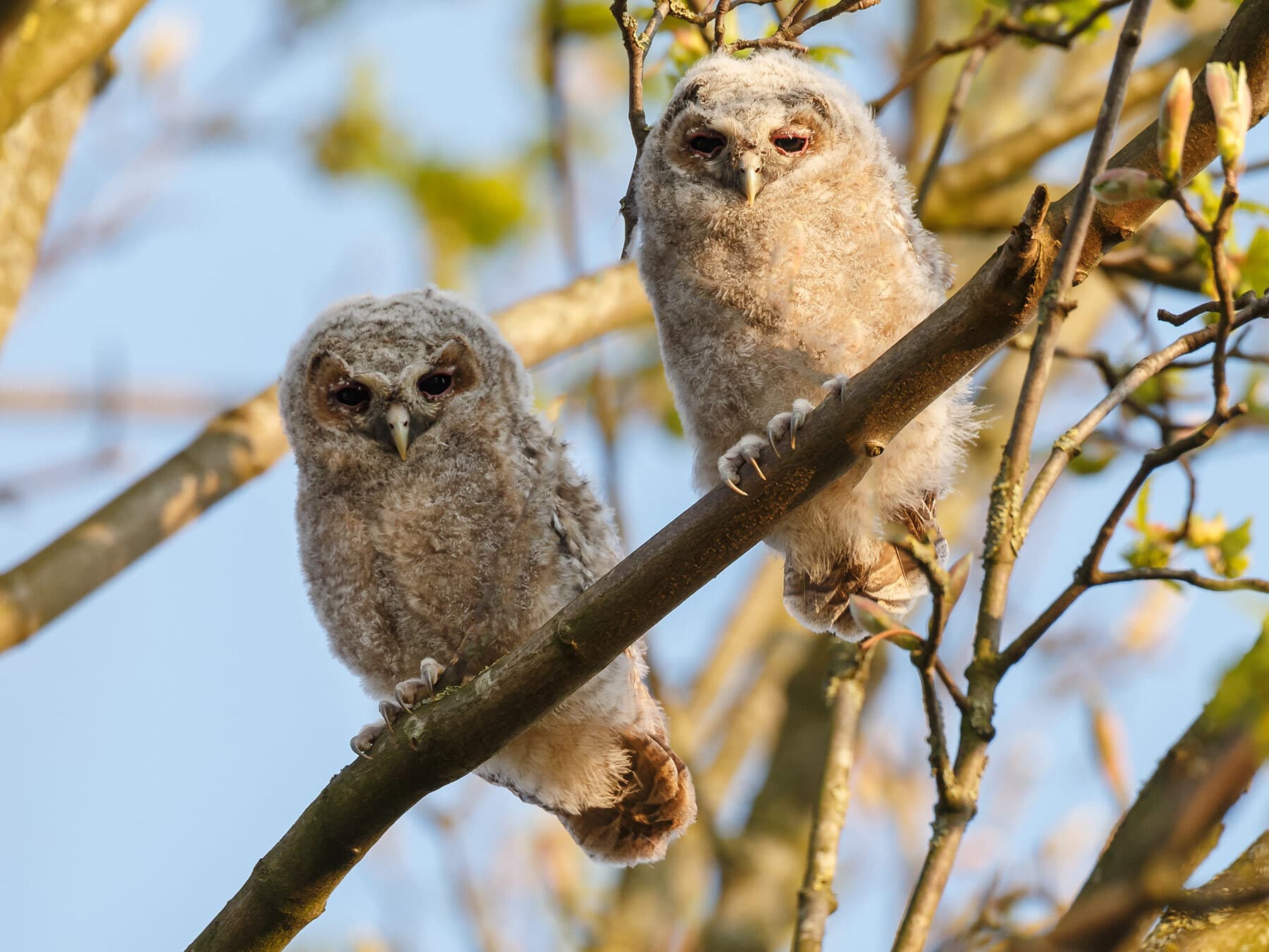 Tawny Owl Owlets