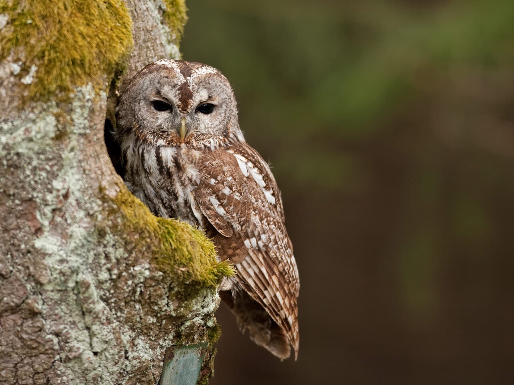 Tawny Owl perched on a tree