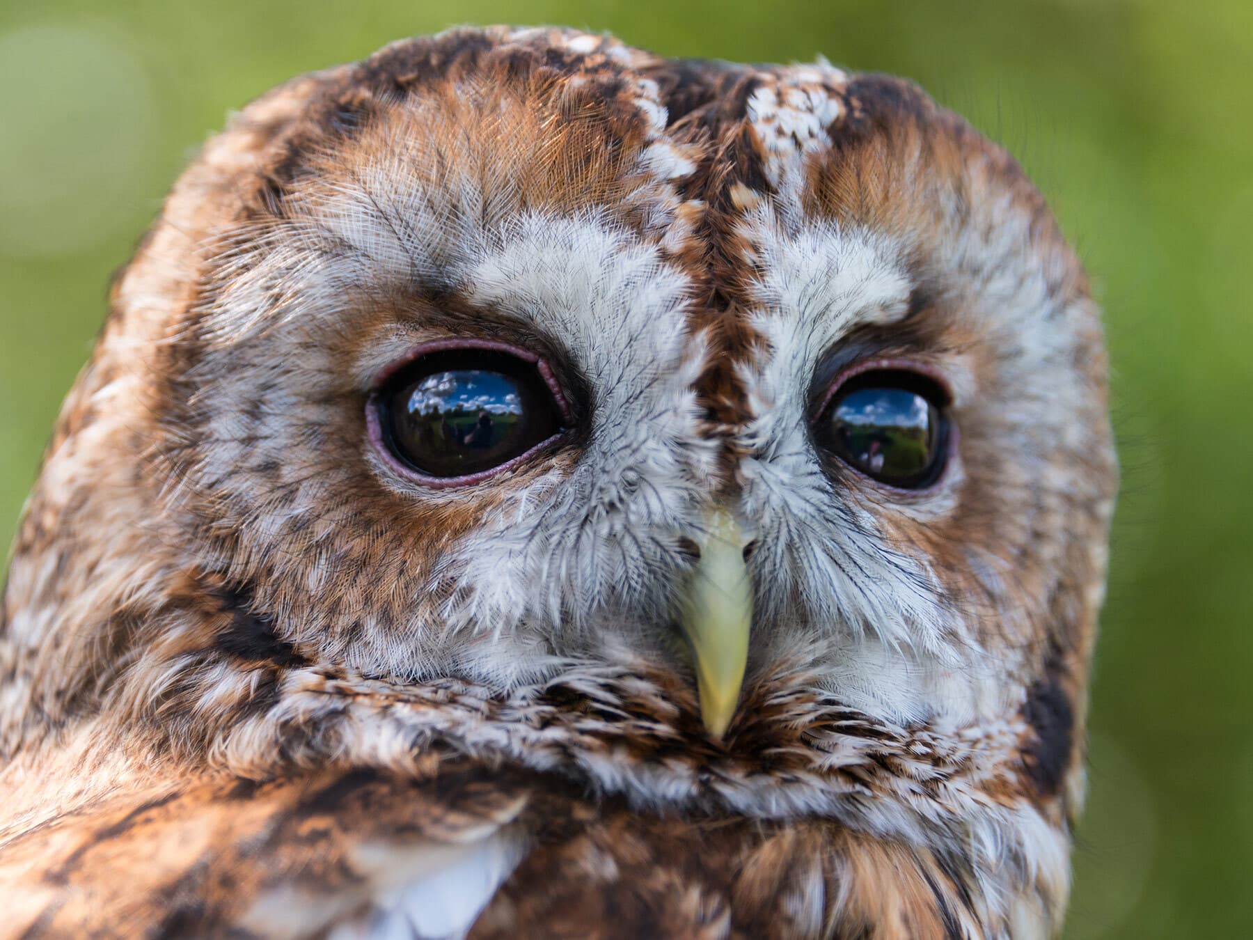 Close up of a Tawny Owl face